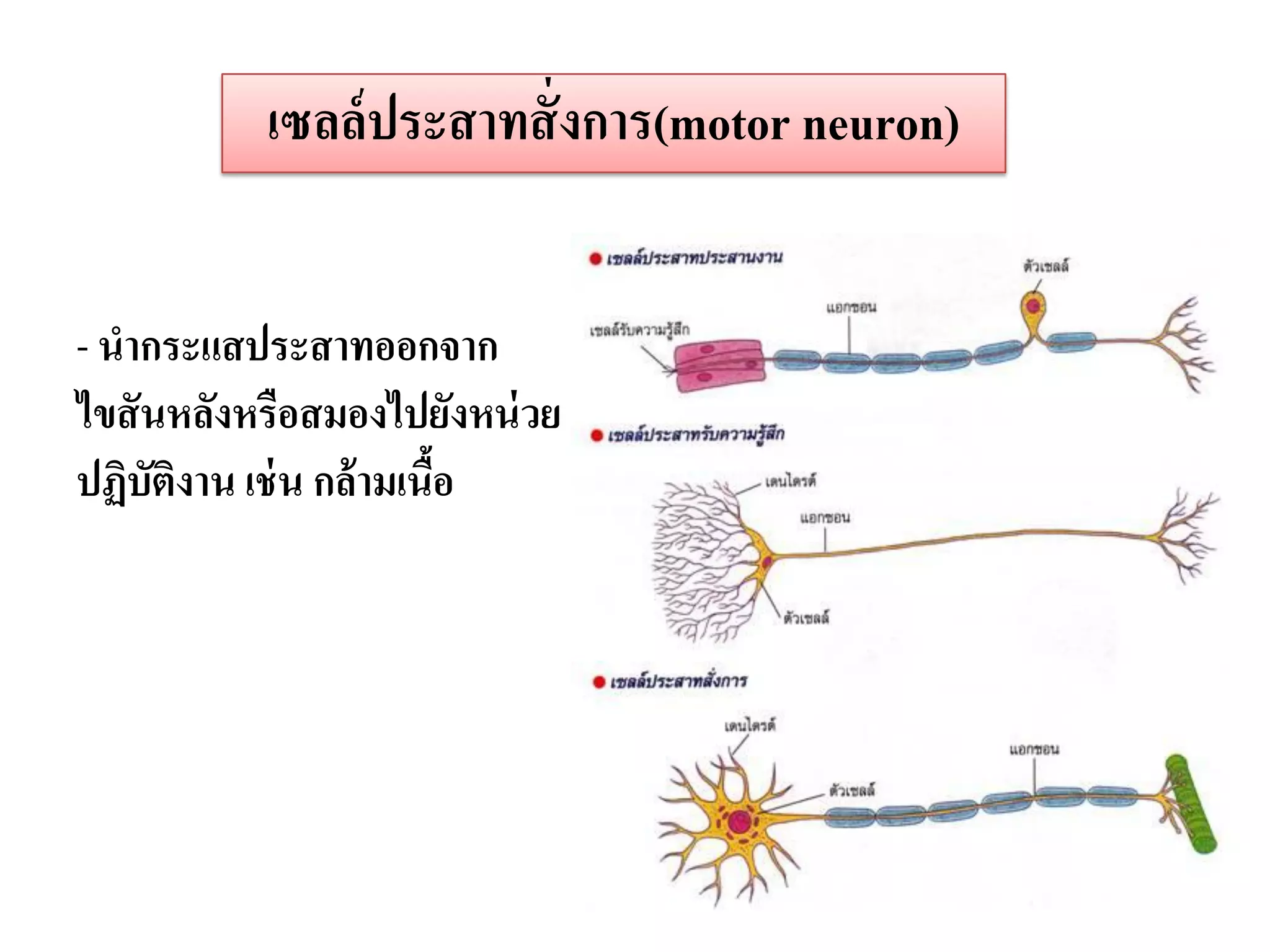 เซลล์ ประสาทสั่ งการ(motor neuron)


- นากระแสประสาทออกจาก
ไขสั นหลังหรือสมองไปยังหน่ วย
ปฏิบัติงาน เช่ น กล้ามเนือ
                         ้
 