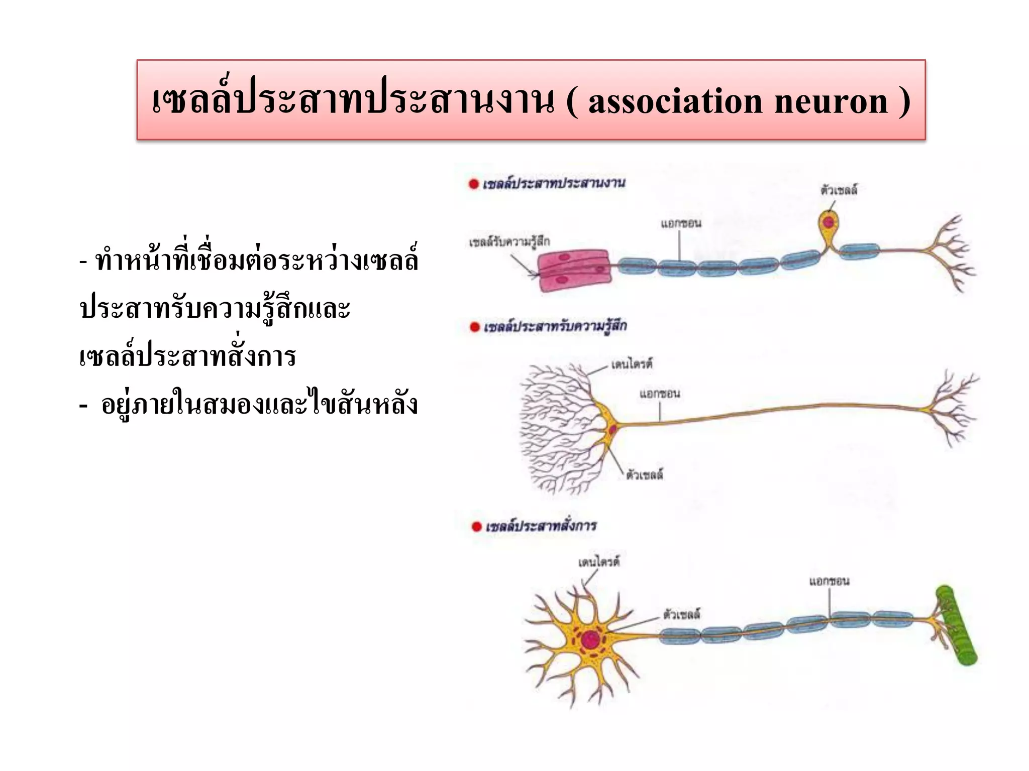 เซลล์ ประสาทประสานงาน ( association neuron )

- ทาหน้ าที่เชื่อมต่ อระหว่ างเซลล์
ประสาทรับความรู้ สึกและ
เซลล์ประสาทสั่ งการ
- อยู่ภายในสมองและไขสั นหลัง
 