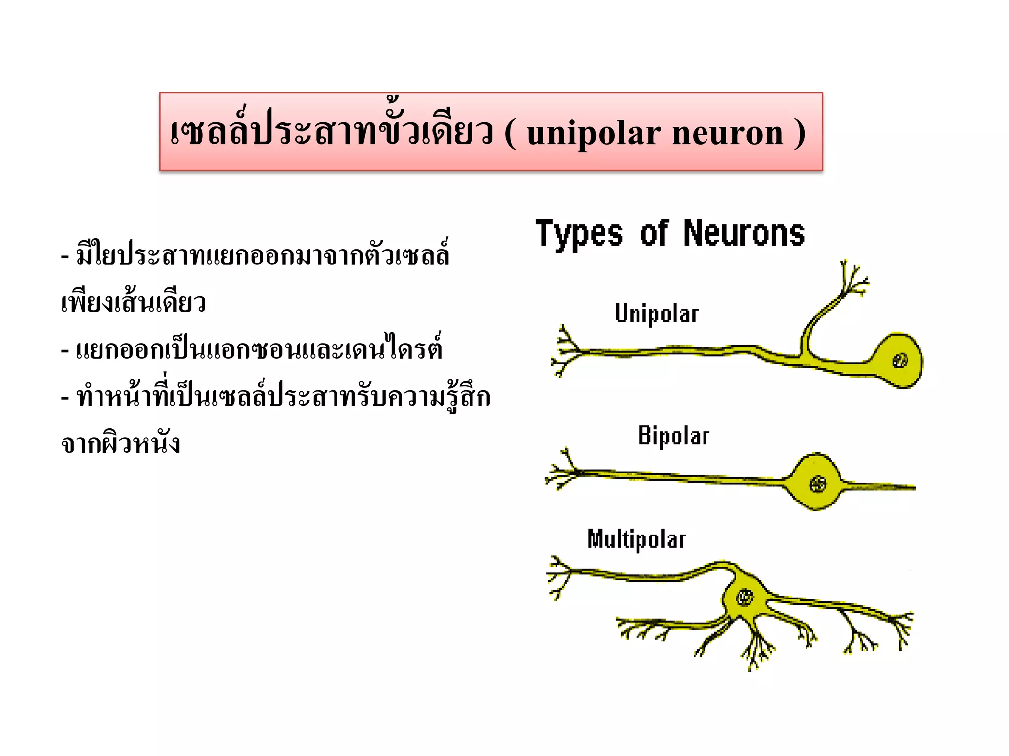 เซลล์ ประสาทขั้วเดียว ( unipolar neuron )

- มีใยประสาทแยกออกมาจากตัวเซลล์
เพียงเส้ นเดียว
- แยกออกเป็ นแอกซอนและเดนไดรต์
- ทาหน้ าทีเ่ ป็ นเซลล์ ประสาทรับความรู้ สึก
จากผิวหนัง
 