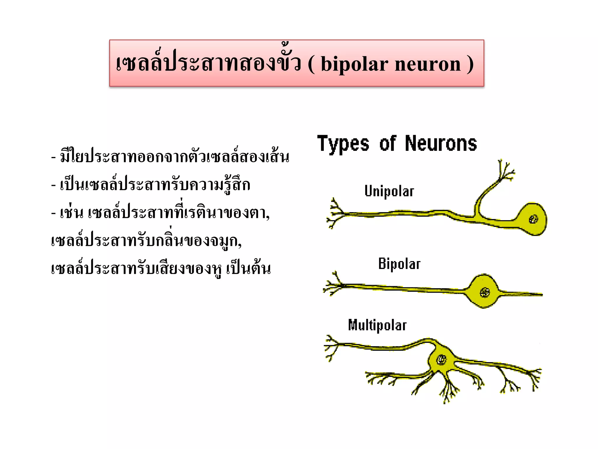 เซลล์ ประสาทสองขั้ว ( bipolar neuron )

- มีใยประสาทออกจากตัวเซลล์สองเส้ น
- เป็ นเซลล์ ประสาทรับความรู้ สึก
- เช่ น เซลล์ประสาททีเ่ รตินาของตา,
เซลล์ ประสาทรับกลินของจมูก,
                   ่
เซลล์ ประสาทรับเสี ยงของหู เป็ นต้ น
 