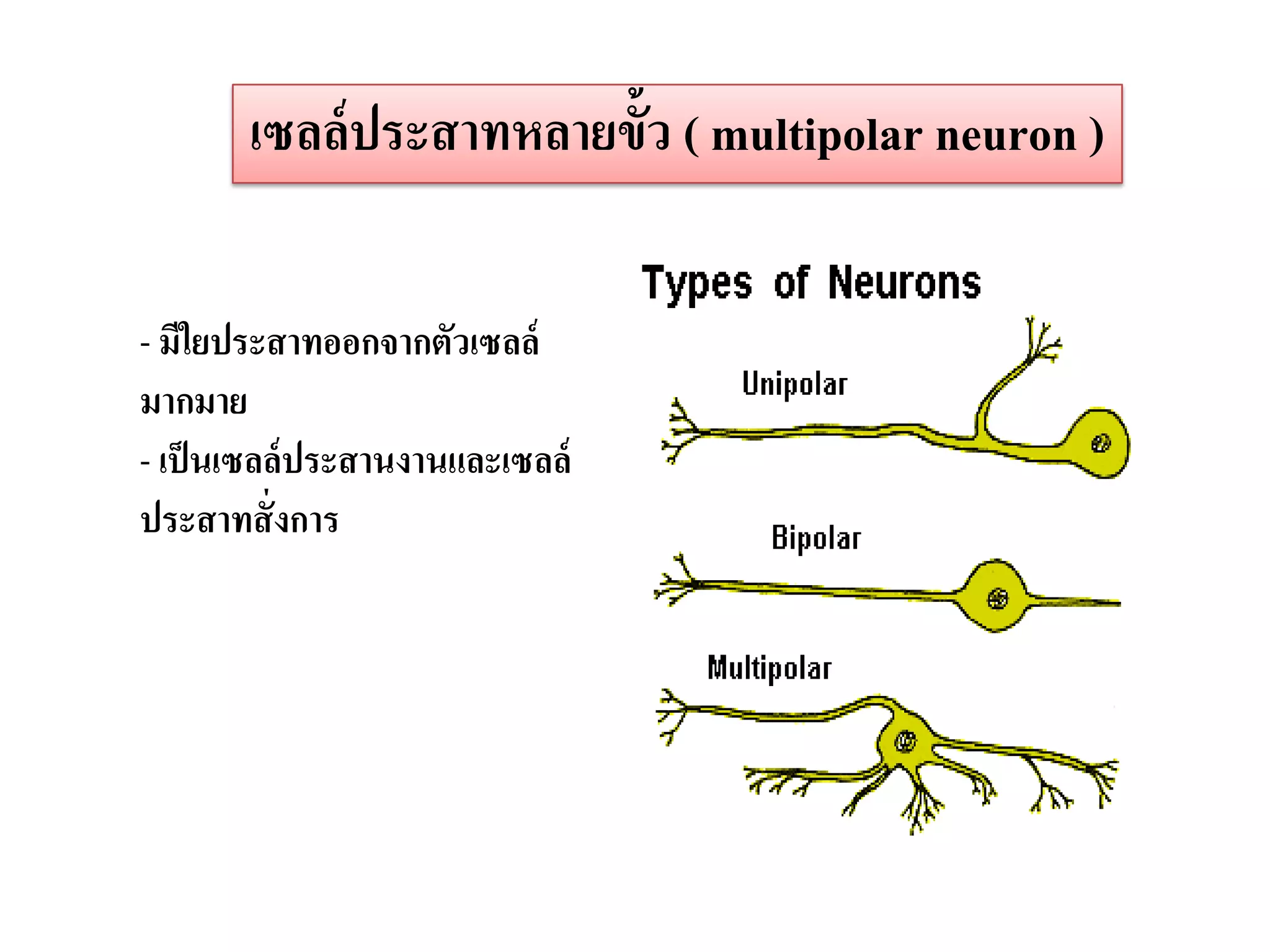 เซลล์ ประสาทหลายขั้ว ( multipolar neuron )

- มีใยประสาทออกจากตัวเซลล์
มากมาย
- เป็ นเซลล์ประสานงานและเซลล์
ประสาทสั่ งการ
 