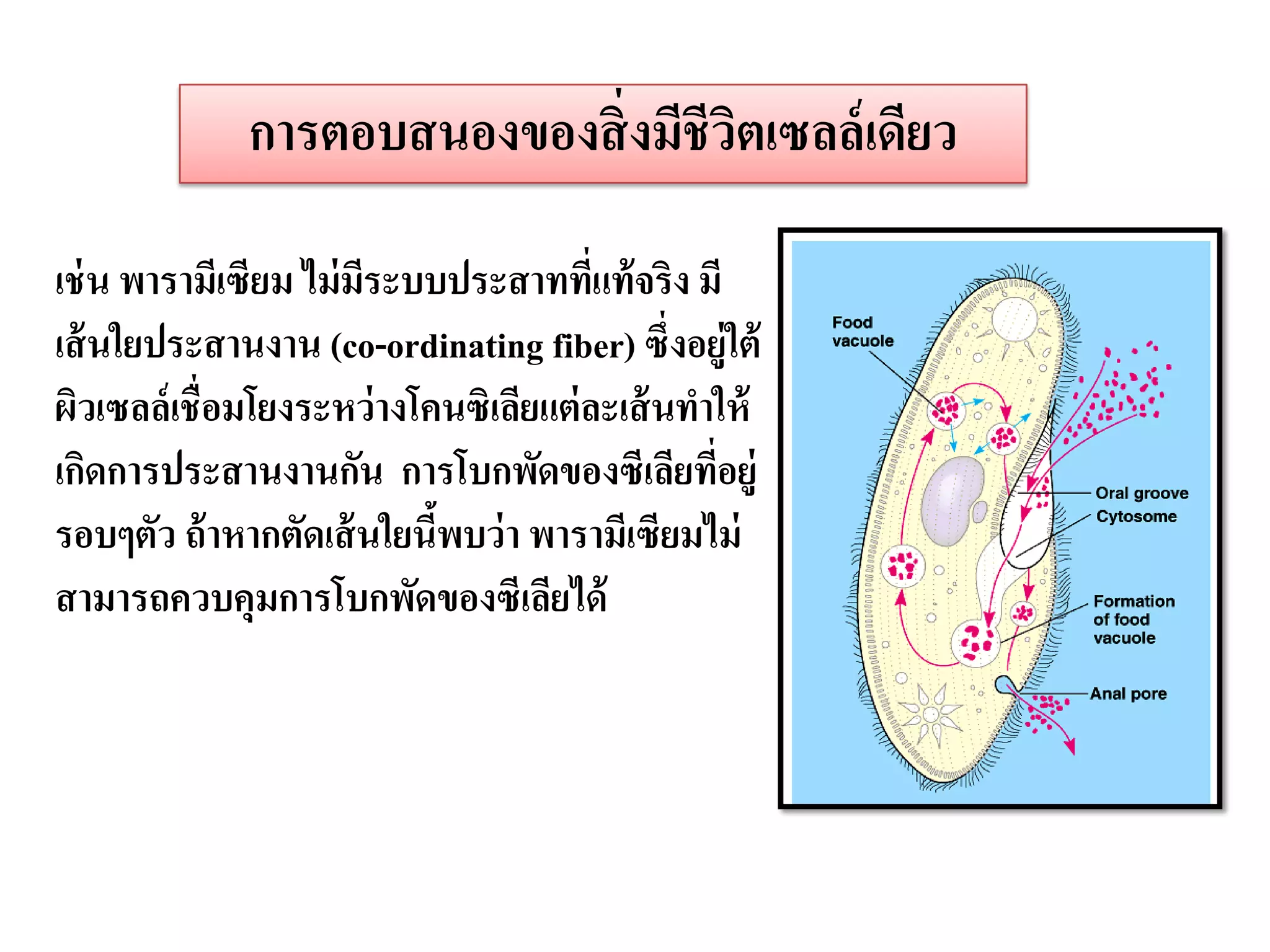 การตอบสนองของสิ่ งมีชีวตเซลล์ เดียว
                                     ิ

เช่ น พารามีเซียม ไม่ มีระบบประสาททีแท้ จริง มี
                                        ่
เส้ นใยประสานงาน (co-ordinating fiber) ซึ่งอยู่ใต้
ผิวเซลล์ เชื่อมโยงระหว่ างโคนซิเลียแต่ ละเส้ นทาให้
เกิดการประสานงานกัน การโบกพัดของซีเลียทีอยู่    ่
รอบๆตัว ถ้ าหากตัดเส้ นใยนีพบว่ า พารามีเซียมไม่
                            ้
สามารถควบคุมการโบกพัดของซีเลียได้
 