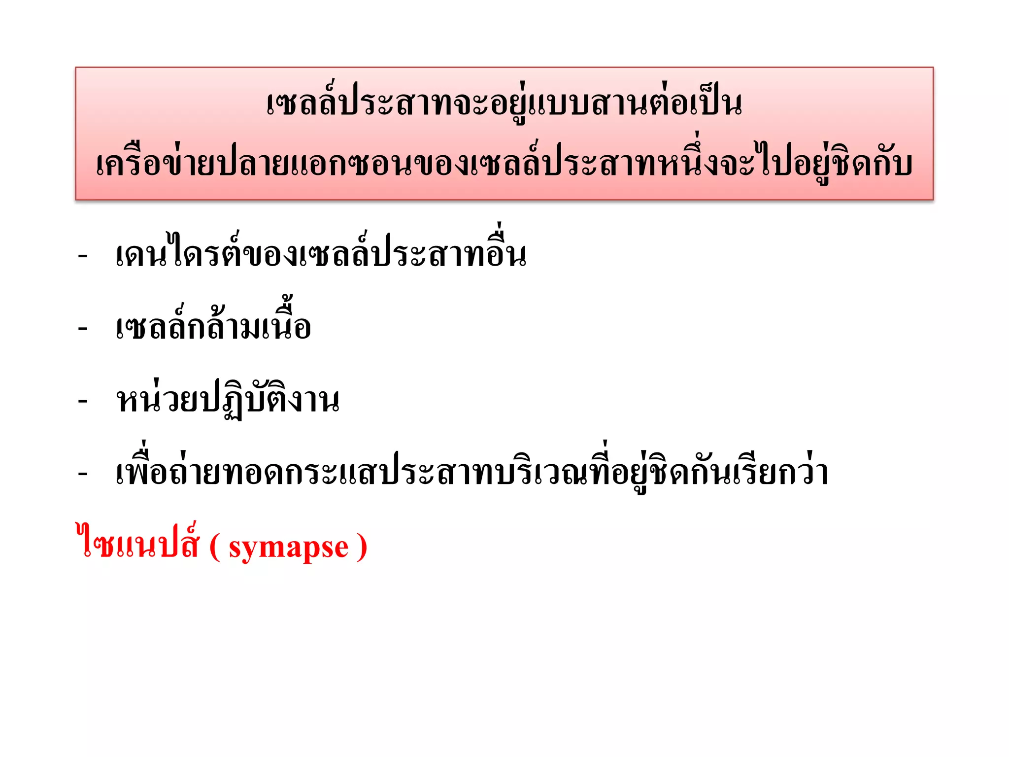 เซลล์ ประสาทจะอยู่แบบสานต่ อเป็ น
 เครือข่ ายปลายแอกซอนของเซลล์ ประสาทหนึ่งจะไปอยู่ชิดกับ
- เดนไดรต์ ของเซลล์ ประสาทอืน
                            ่
- เซลล์กล้ ามเนือ้
- หน่ วยปฏิบัตงาน
               ิ
- เพือถ่ ายทอดกระแสประสาทบริเวณทีอยู่ชิดกันเรียกว่ า
     ่                           ่
ไซแนปส์ ( symapse )
 