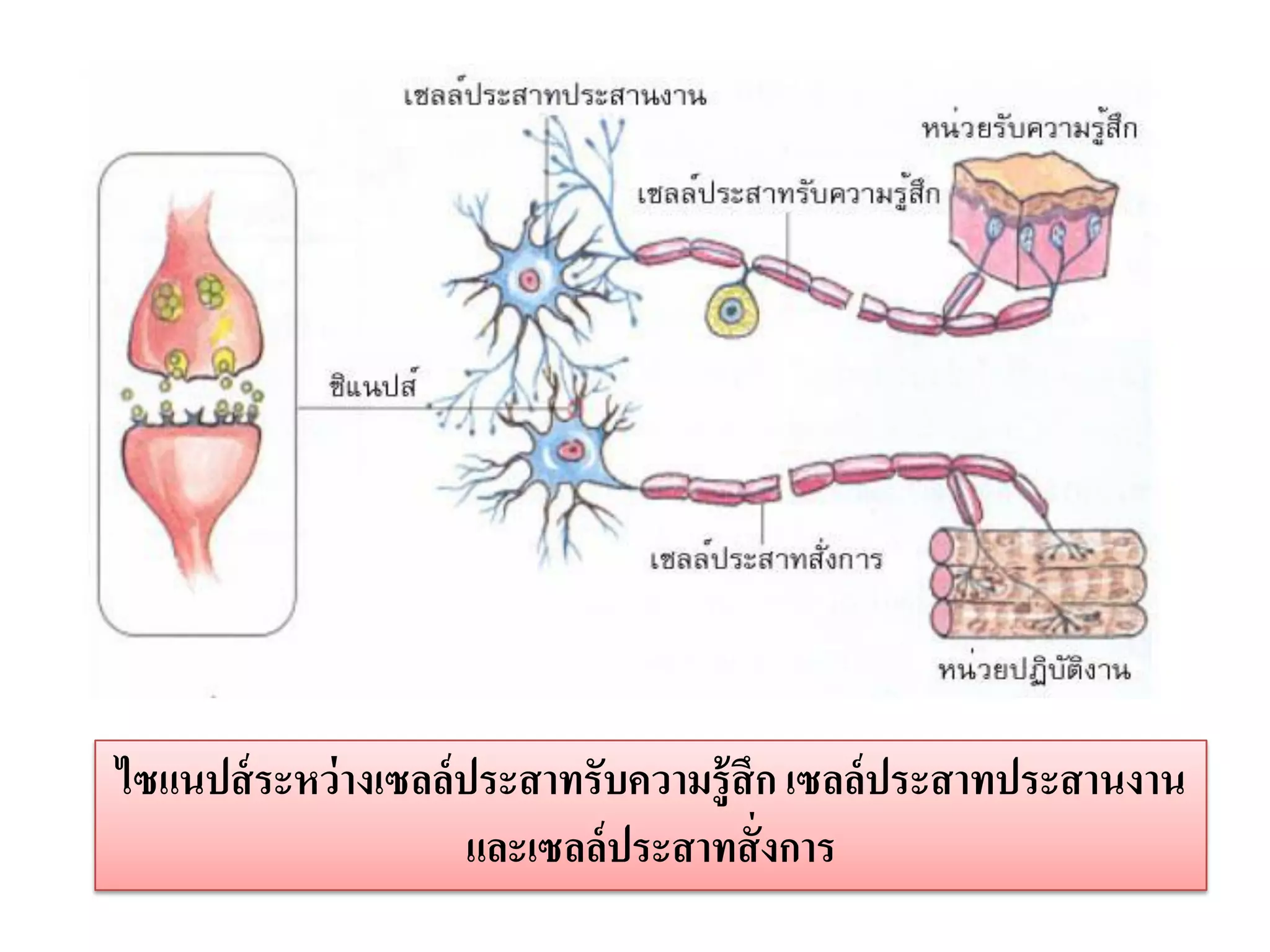 ไซแนปส์ ระหว่ างเซลล์ประสาทรับความรู้สึก เซลล์ประสาทประสานงาน
                     และเซลล์ประสาทสั่ งการ
 