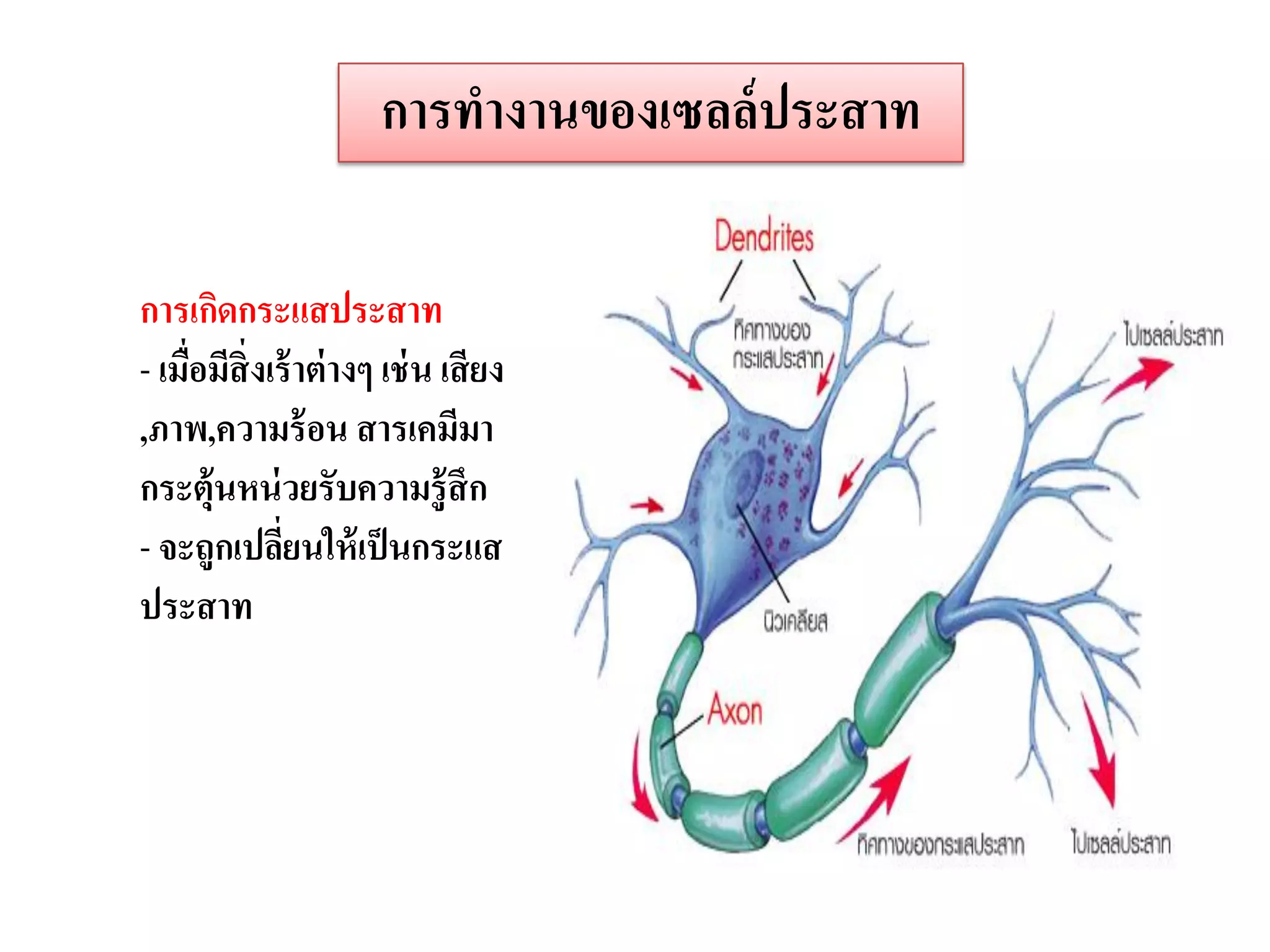 การทางานของเซลล์ ประสาท

การเกิดกระแสประสาท
- เมือมีสิ่งเร้ าต่ างๆ เช่ น เสี ยง
     ่
,ภาพ,ความร้ อน สารเคมีมา
กระตุ้นหน่ วยรับความรู้ สึก
- จะถูกเปลียนให้ เป็ นกระแส
              ่
ประสาท
 