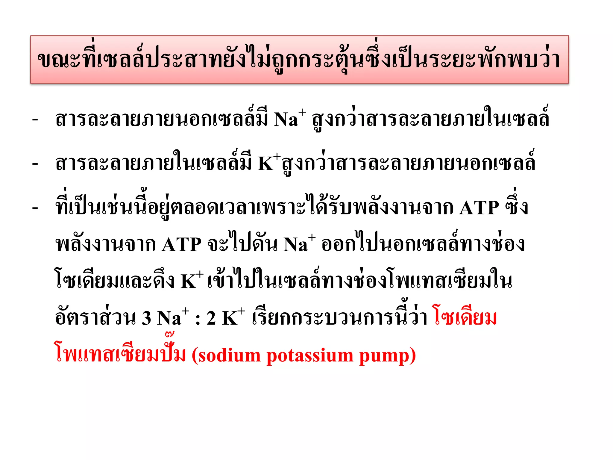 ขณะทีเ่ ซลล์ ประสาทยังไม่ ถูกกระตุ้นซึ่งเป็ นระยะพักพบว่ า
- สารละลายภายนอกเซลล์มี Na+ สู งกว่ าสารละลายภายในเซลล์
- สารละลายภายในเซลล์มี K+สู งกว่ าสารละลายภายนอกเซลล์
- ทีเ่ ป็ นเช่ นนีอยู่ตลอดเวลาเพราะได้ รับพลังงานจาก ATP ซึ่ง
                  ้
  พลังงานจาก ATP จะไปดัน Na+ ออกไปนอกเซลล์ทางช่ อง
  โซเดียมและดึง K+ เข้ าไปในเซลล์ ทางช่ องโพแทสเซียมใน
  อัตราส่ วน 3 Na+ : 2 K+ เรียกกระบวนการนีว่า โซเดียม
                                                ้
  โพแทสเซียมปั๊ม (sodium potassium pump)
 