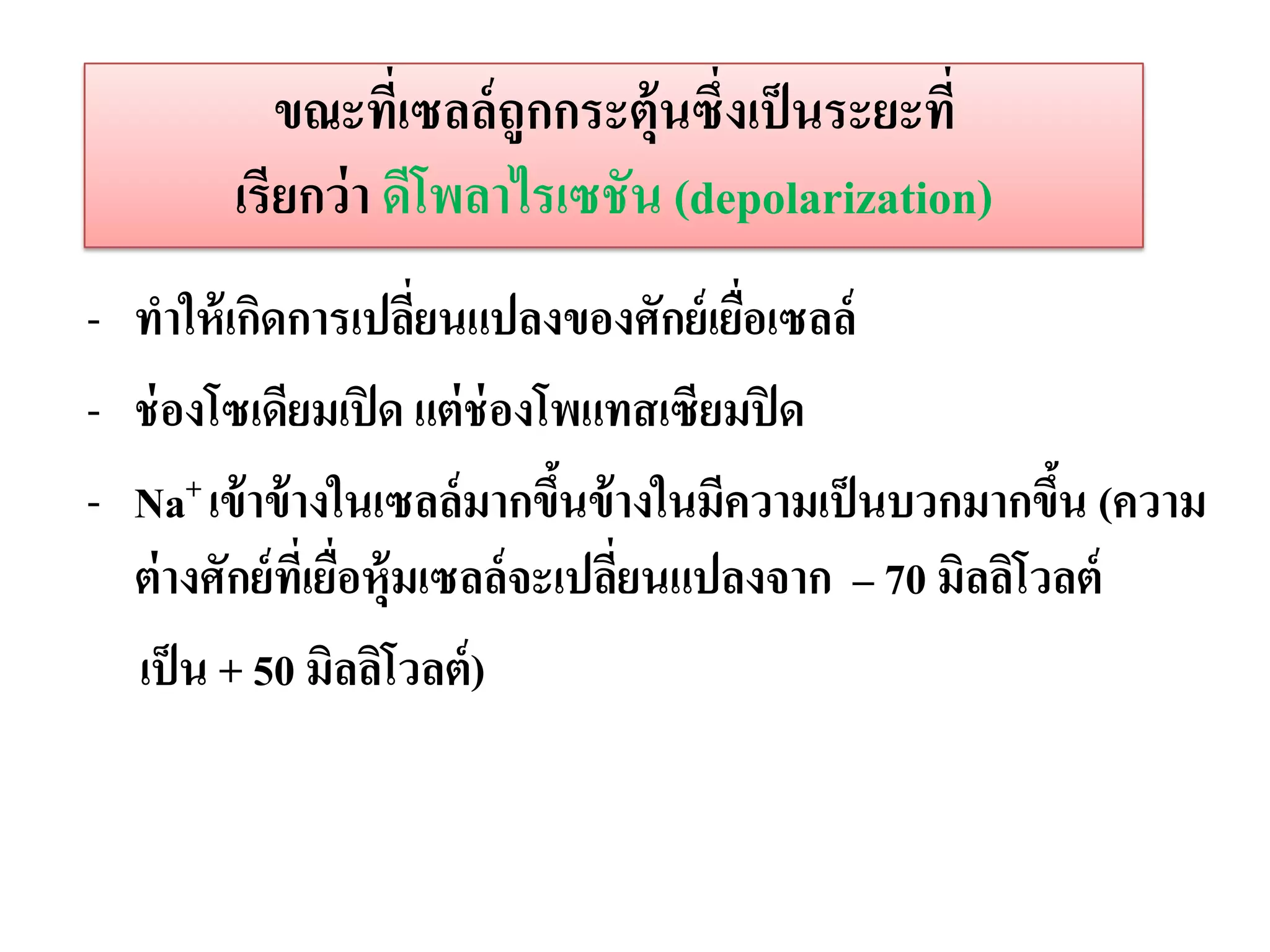 ขณะทีเ่ ซลล์ ถูกกระตุ้นซึ่งเป็ นระยะที่
        เรียกว่ า ดีโพลาไรเซชัน (depolarization)
- ทาให้ เกิดการเปลียนแปลงของศักย์ เยือเซลล์
                         ่                ่
- ช่ องโซเดียมเปิ ด แต่ ช่องโพแทสเซียมปิ ด
- Na+ เข้ าข้ างในเซลล์ มากขึนข้ างในมีความเป็ นบวกมากขึน (ความ
                                  ้                        ้
  ต่ างศักย์ ทเี่ ยือหุ้มเซลล์ จะเปลียนแปลงจาก – 70 มิลลิโวลต์
                    ่                ่
  เป็ น + 50 มิลลิโวลต์ )
 