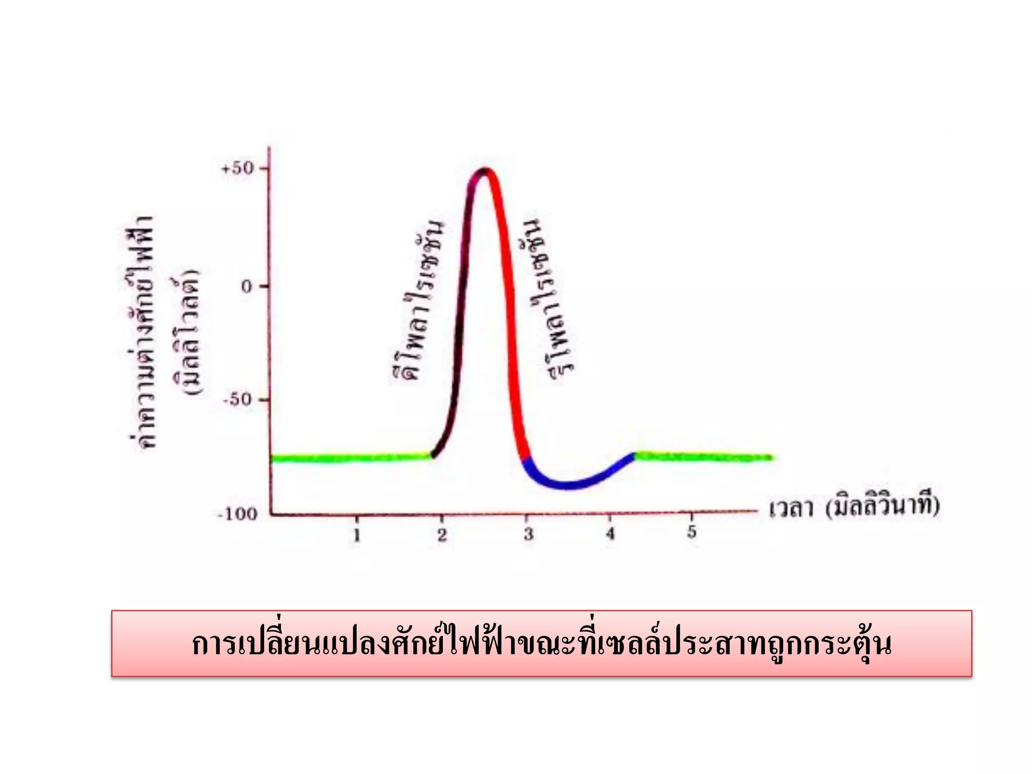การเปลียนแปลงศักย์ ไฟฟาขณะทีเ่ ซลล์ประสาทถูกกระตุ้น
       ่              ้
 