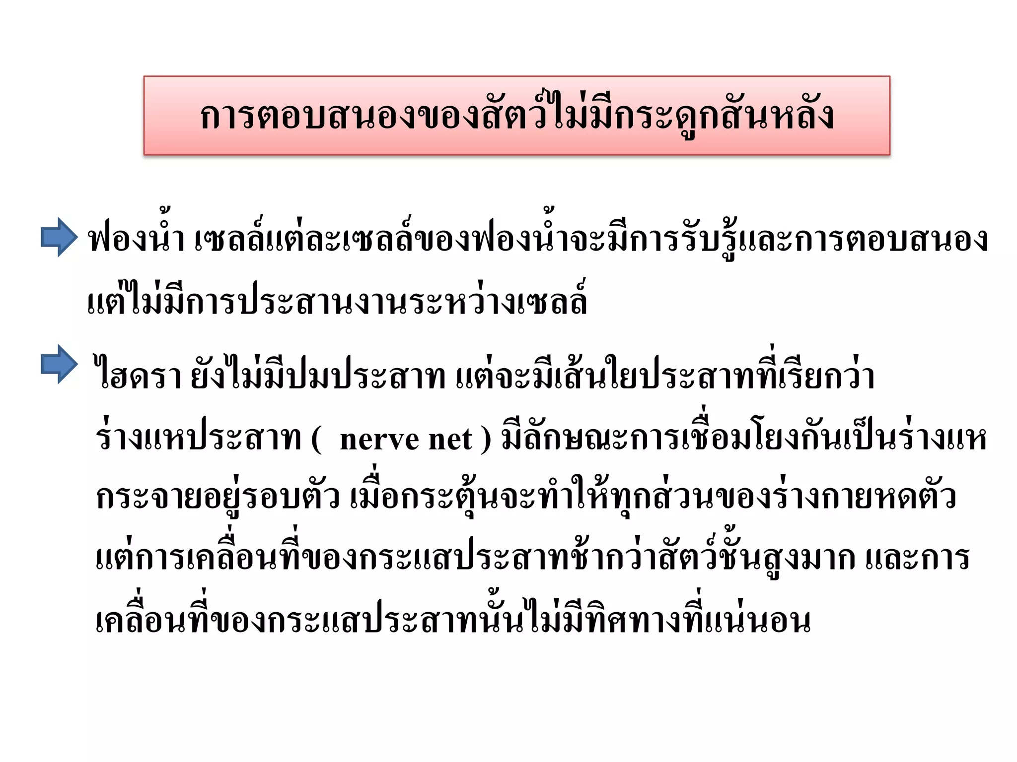การตอบสนองของสั ตว์ ไม่ มกระดูกสั นหลัง
                                ี

ฟองนา เซลล์ แต่ ละเซลล์ของฟองนาจะมีการรับรู้และการตอบสนอง
        ้                         ้
แต่ ไม่ มีการประสานงานระหว่ างเซลล์
ไฮดรา ยังไม่ มีปมประสาท แต่ จะมีเส้ นใยประสาททีเ่ รียกว่ า
ร่ างแหประสาท ( nerve net ) มีลกษณะการเชื่อมโยงกันเป็ นร่ างแห
                                ั
กระจายอยู่รอบตัว เมื่อกระตุ้นจะทาให้ ทุกส่ วนของร่ างกายหดตัว
แต่ การเคลือนทีของกระแสประสาทช้ ากว่ าสั ตว์ ช้ันสู งมาก และการ
             ่ ่
เคลือนทีของกระแสประสาทนั้นไม่ มีทิศทางที่แน่ นอน
     ่ ่
 