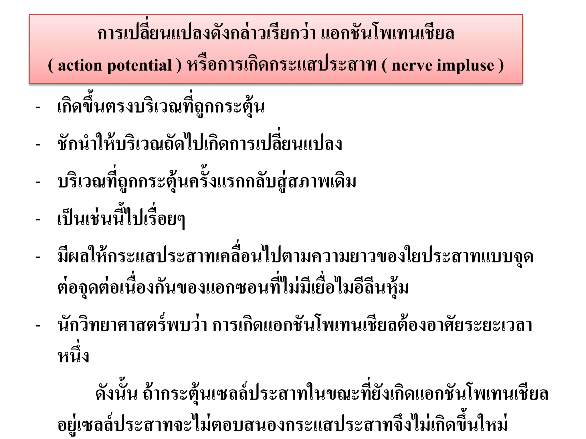 การเปลียนแปลงดังกล่าวเรียกว่ า แอกชันโพเทนเชียล
                  ่
    ( action potential ) หรือการเกิดกระแสประสาท ( nerve impluse )
- เกิดขึนตรงบริเวณทีถูกกระตุ้น
         ้                 ่
- ชักนาให้ บริเวณถัดไปเกิดการเปลียนแปลง ่
- บริเวณทีถูกกระตุ้นครั้งแรกกลับสู่ สภาพเดิม
              ่
- เป็ นเช่ นนีไปเรื่อยๆ
                ้
- มีผลให้ กระแสประสาทเคลือนไปตามความยาวของใยประสาทแบบจุด
                                 ่
  ต่ อจุดต่ อเนื่องกันของแอกซอนทีไม่ มีเยือไมอีลนหุ้ม
                                      ่    ่    ี
- นักวิทยาศาสตร์ พบว่ า การเกิดแอกชันโพเทนเชียลต้ องอาศัยระยะเวลา
  หนึ่ง
           ดังนั้น ถ้ ากระตุ้นเซลล์ประสาทในขณะทียงเกิดแอกชันโพเทนเชียล
                                                ่ั
  อยู่เซลล์ประสาทจะไม่ ตอบสนองกระแสประสาทจึงไม่ เกิดขึนใหม่ ้
 
