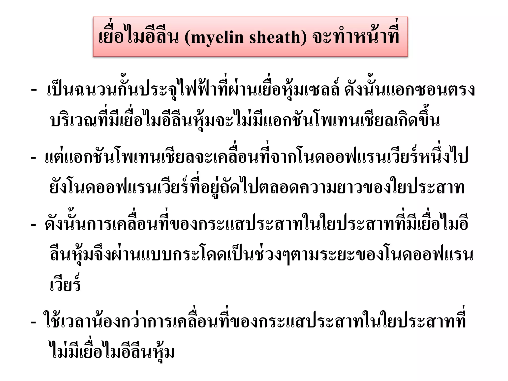 เยือไมอีลน (myelin sheath) จะทาหน้ าที่
            ่     ี
- เป็ นฉนวนกั้นประจุไฟฟาทีผ่านเยือหุ้มเซลล์ ดังนั้นแอกซอนตรง
                       ้ ่       ่
   บริเวณทีมีเยือไมอีลนหุ้มจะไม่ มแอกชันโพเทนเชียลเกิดขึน
              ่ ่       ี          ี                    ้
- แต่ แอกชันโพเทนเชียลจะเคลือนทีจากโนดออฟแรนเวียร์ หนึ่งไป
                                 ่ ่
   ยังโนดออฟแรนเวียร์ ทอยู่ถดไปตลอดความยาวของใยประสาท
                            ี่ ั
- ดังนั้นการเคลือนทีของกระแสประสาทในใยประสาทที่มีเยือไมอี
                  ่ ่                                     ่
   ลีนหุ้มจึงผ่ านแบบกระโดดเป็ นช่ วงๆตามระยะของโนดออฟแรน
   เวียร์
- ใช้ เวลาน้ องกว่ าการเคลือนทีของกระแสประสาทในใยประสาทที่
                           ่ ่
   ไม่ มีเยือไมอีลนหุ้ม
            ่      ี
 