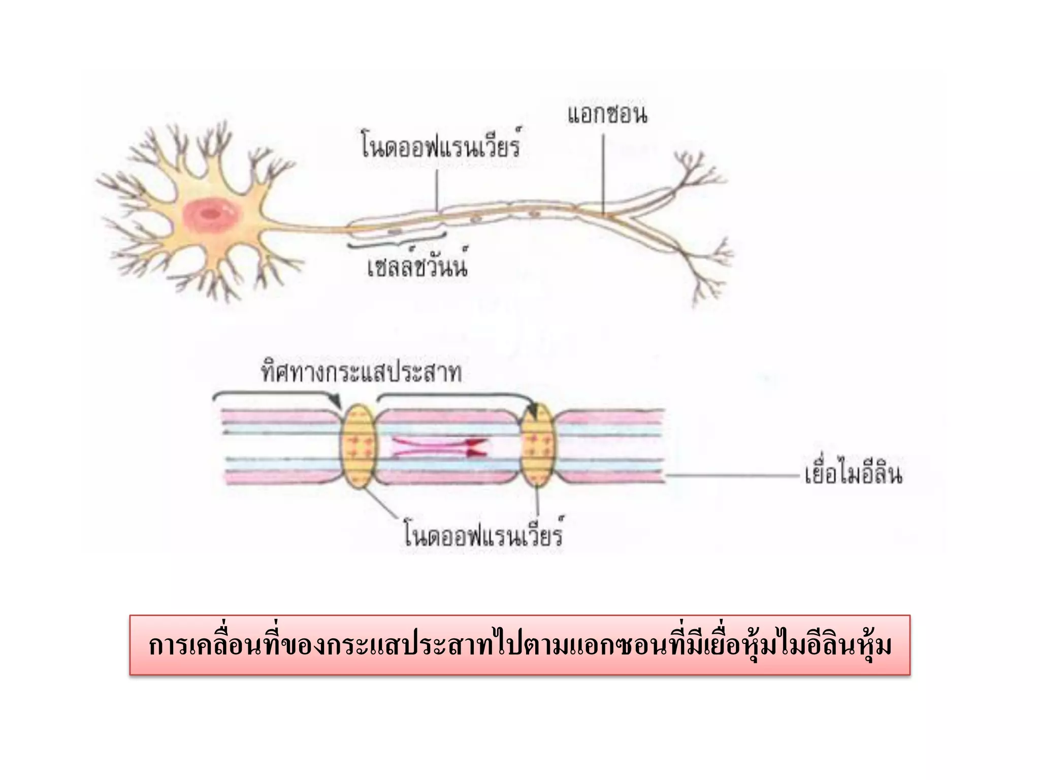 การเคลือนทีของกระแสประสาทไปตามแอกซอนทีมเี ยือหุ้มไมอีลนหุ้ม
       ่ ่                            ่ ่             ิ
 