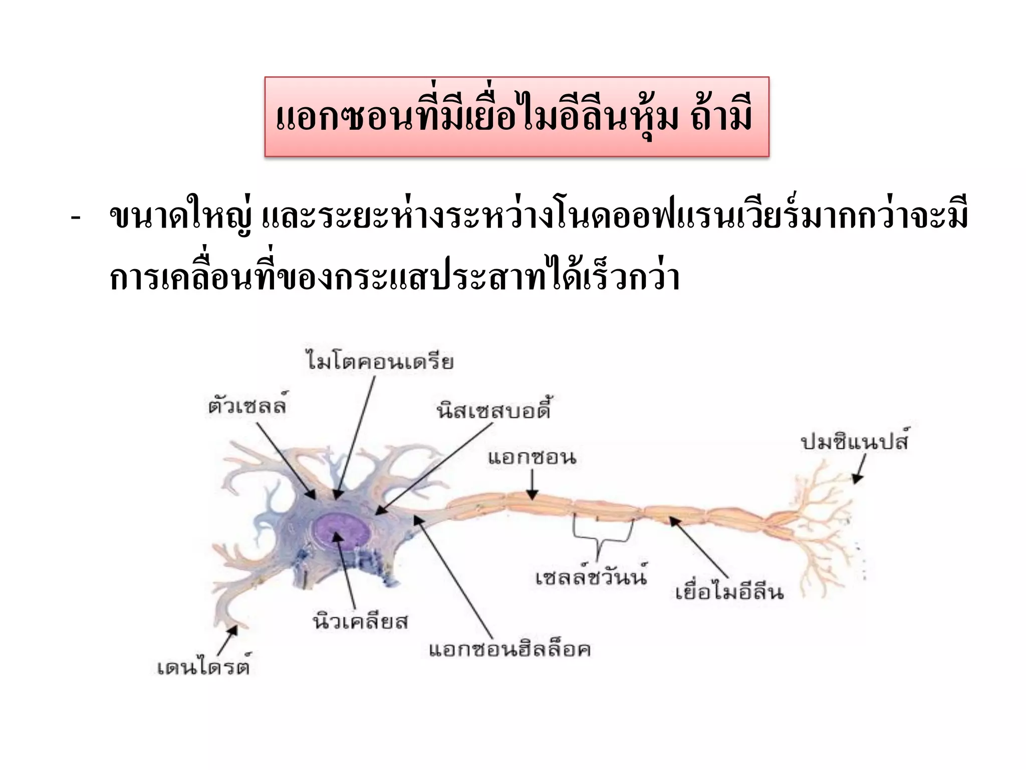 แอกซอนทีมเี ยือไมอีลนหุ้ม ถ้ ามี
                     ่ ่         ี
- ขนาดใหญ่ และระยะห่ างระหว่ างโนดออฟแรนเวียร์ มากกว่ าจะมี
  การเคลือนทีของกระแสประสาทได้ เร็วกว่ า
         ่ ่
 