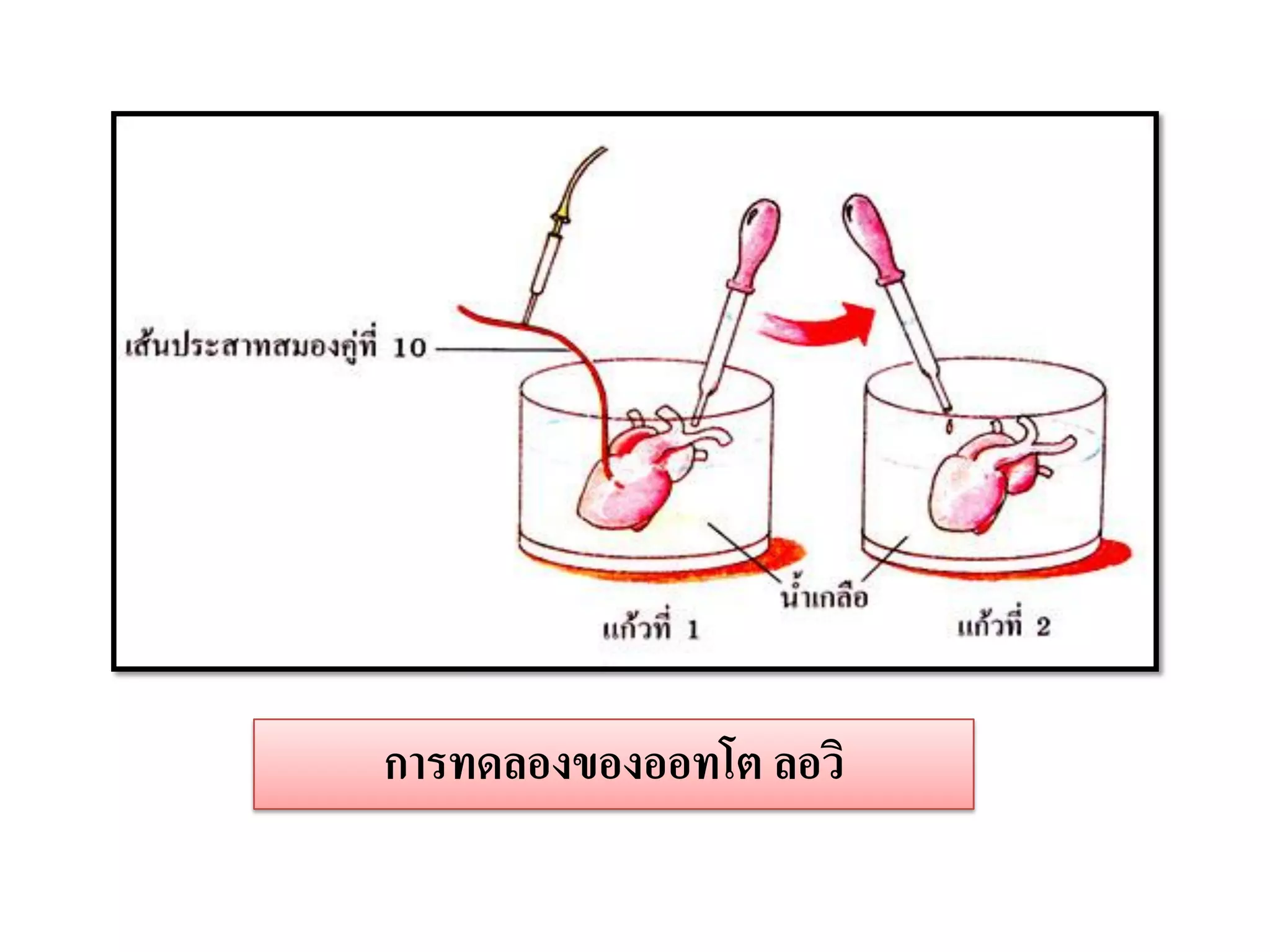 การทดลองของออทโต ลอวิ
 