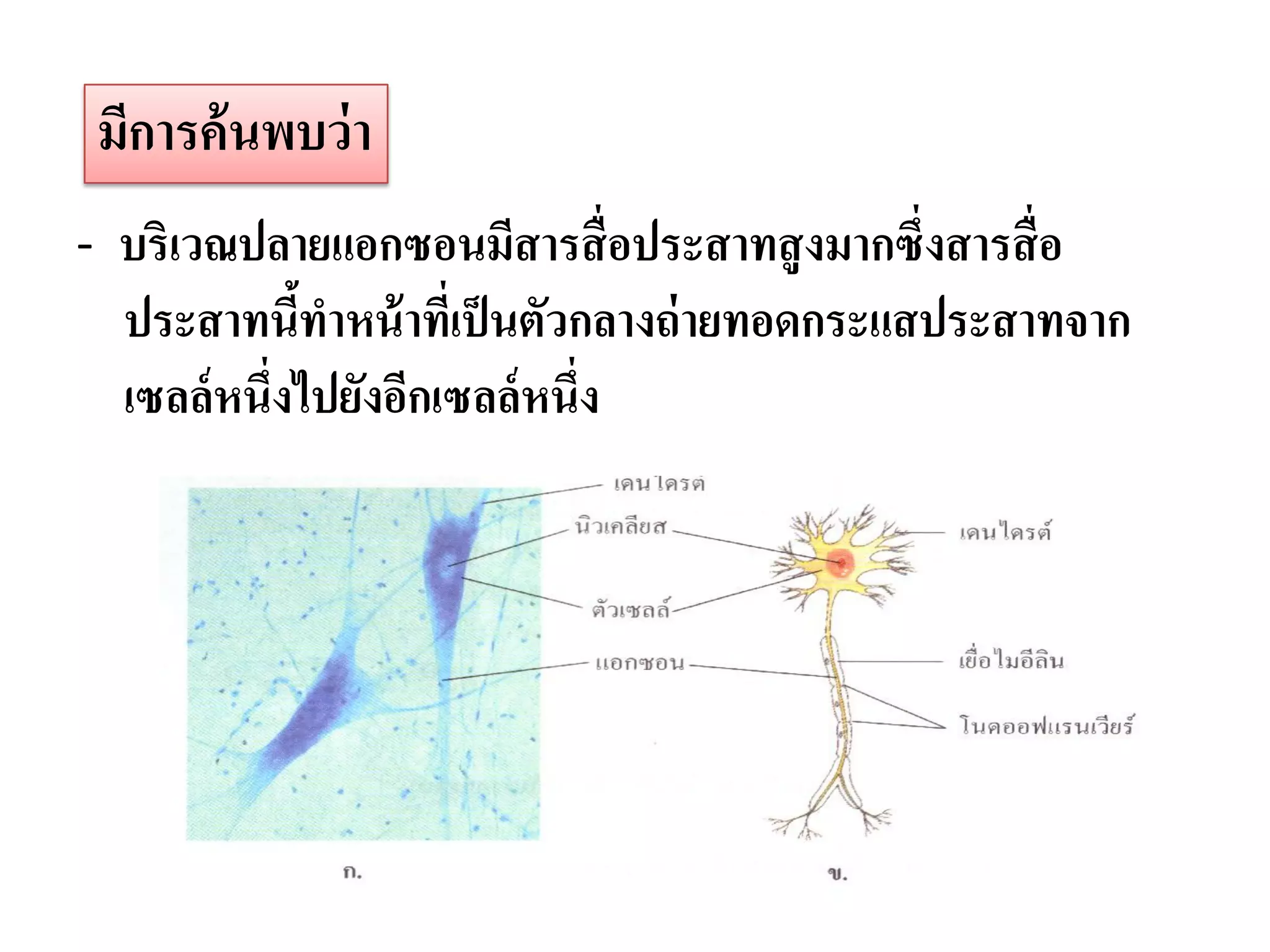 มีการค้ นพบว่ า
- บริเวณปลายแอกซอนมีสารสื่ อประสาทสู งมากซึ่งสารสื่ อ
  ประสาทนีทาหน้ าที่เป็ นตัวกลางถ่ ายทอดกระแสประสาทจาก
            ้
  เซลล์หนึ่งไปยังอีกเซลล์ หนึ่ง
 