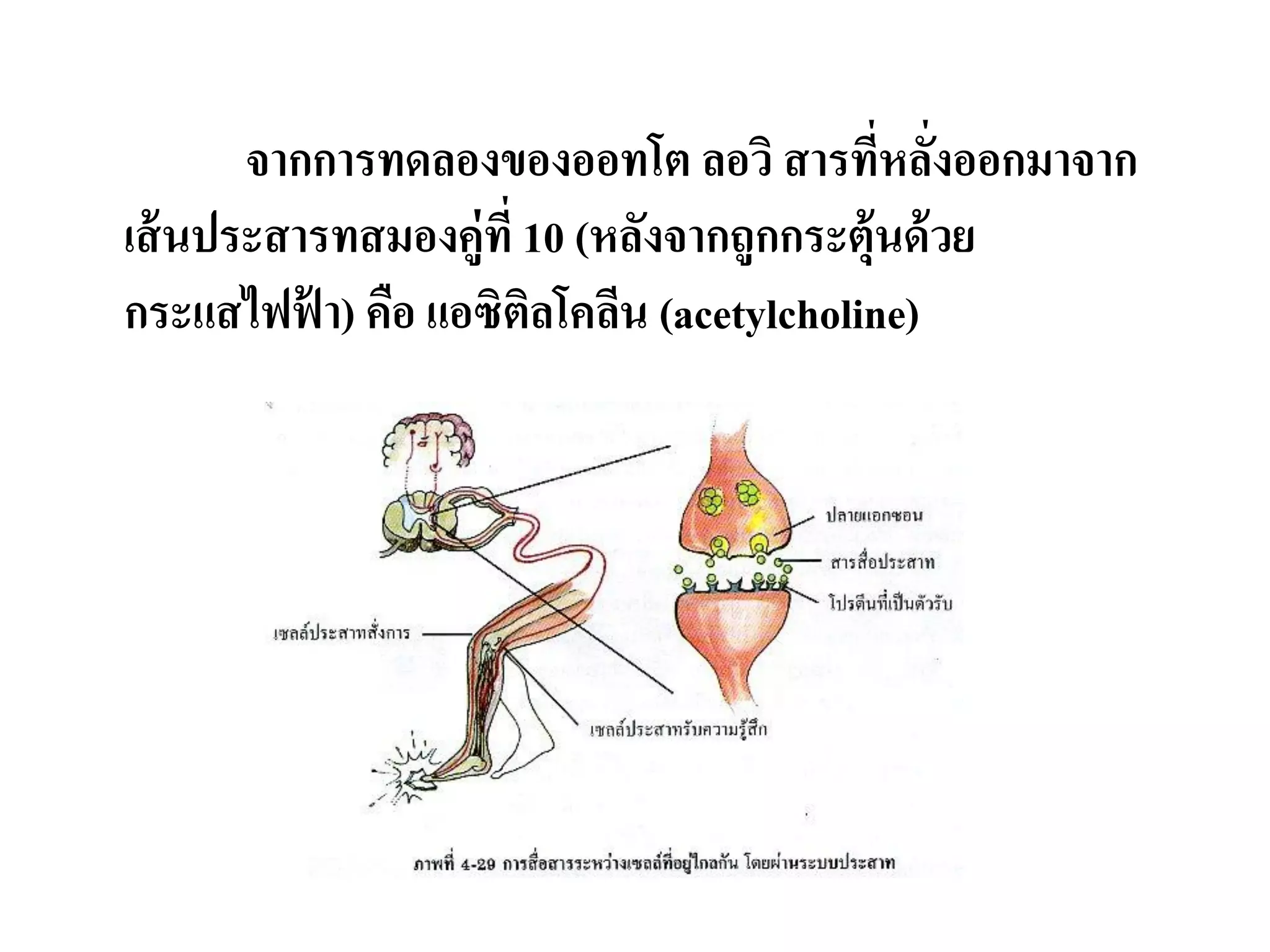 จากการทดลองของออทโต ลอวิ สารทีหลังออกมาจาก
                                           ่ ่
เส้ นประสารทสมองคู่ที่ 10 (หลังจากถูกกระตุ้นด้ วย
กระแสไฟฟา) คือ แอซิตลโคลีน (acetylcholine)
          ้            ิ
 