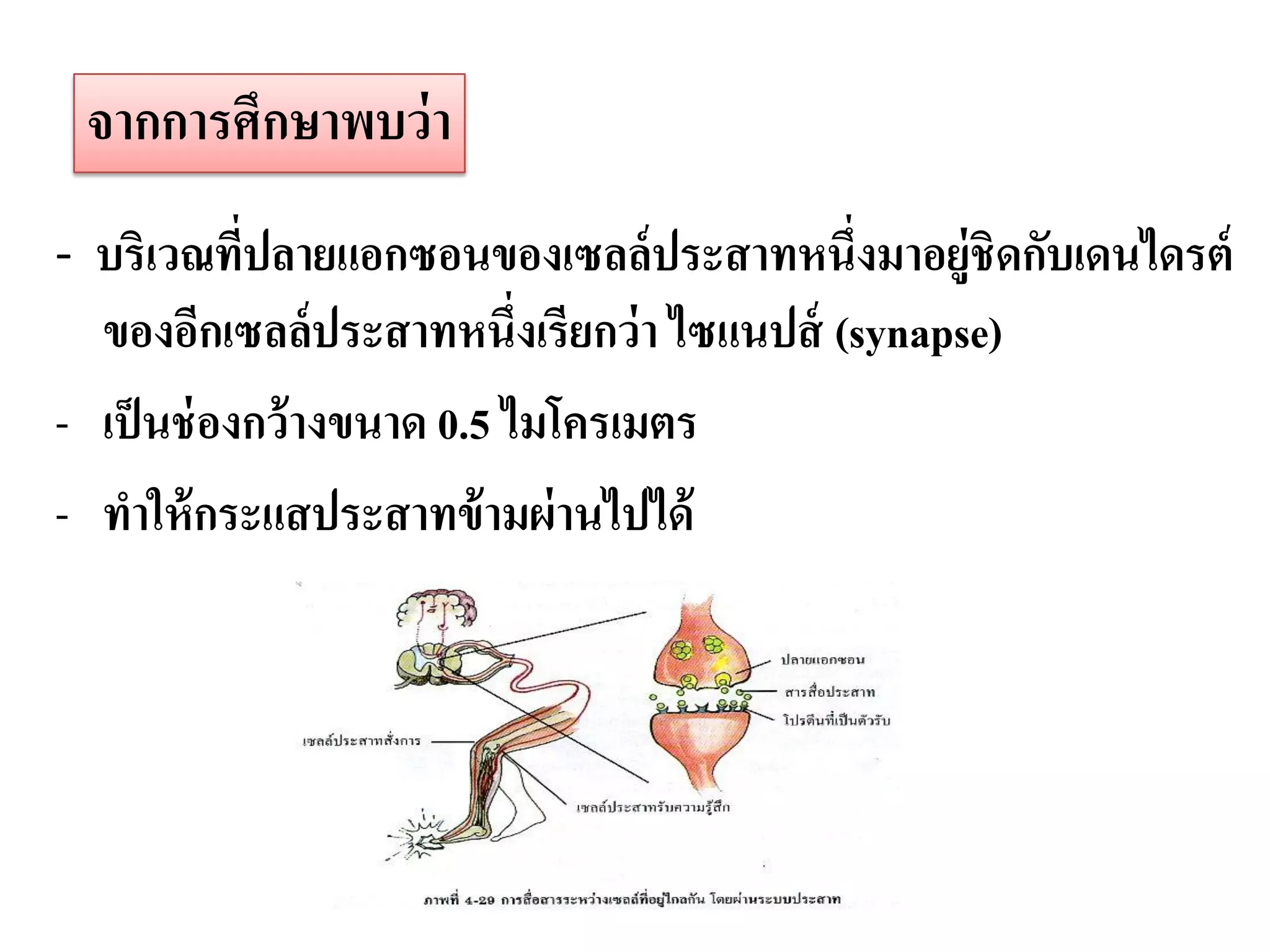 จากการศึกษาพบว่ า
- บริเวณทีปลายแอกซอนของเซลล์ ประสาทหนึ่งมาอยู่ชิดกับเดนไดรต์
          ่
  ของอีกเซลล์ประสาทหนึ่งเรียกว่ า ไซแนปส์ (synapse)
- เป็ นช่ องกว้ างขนาด 0.5 ไมโครเมตร
- ทาให้ กระแสประสาทข้ ามผ่ านไปได้
 