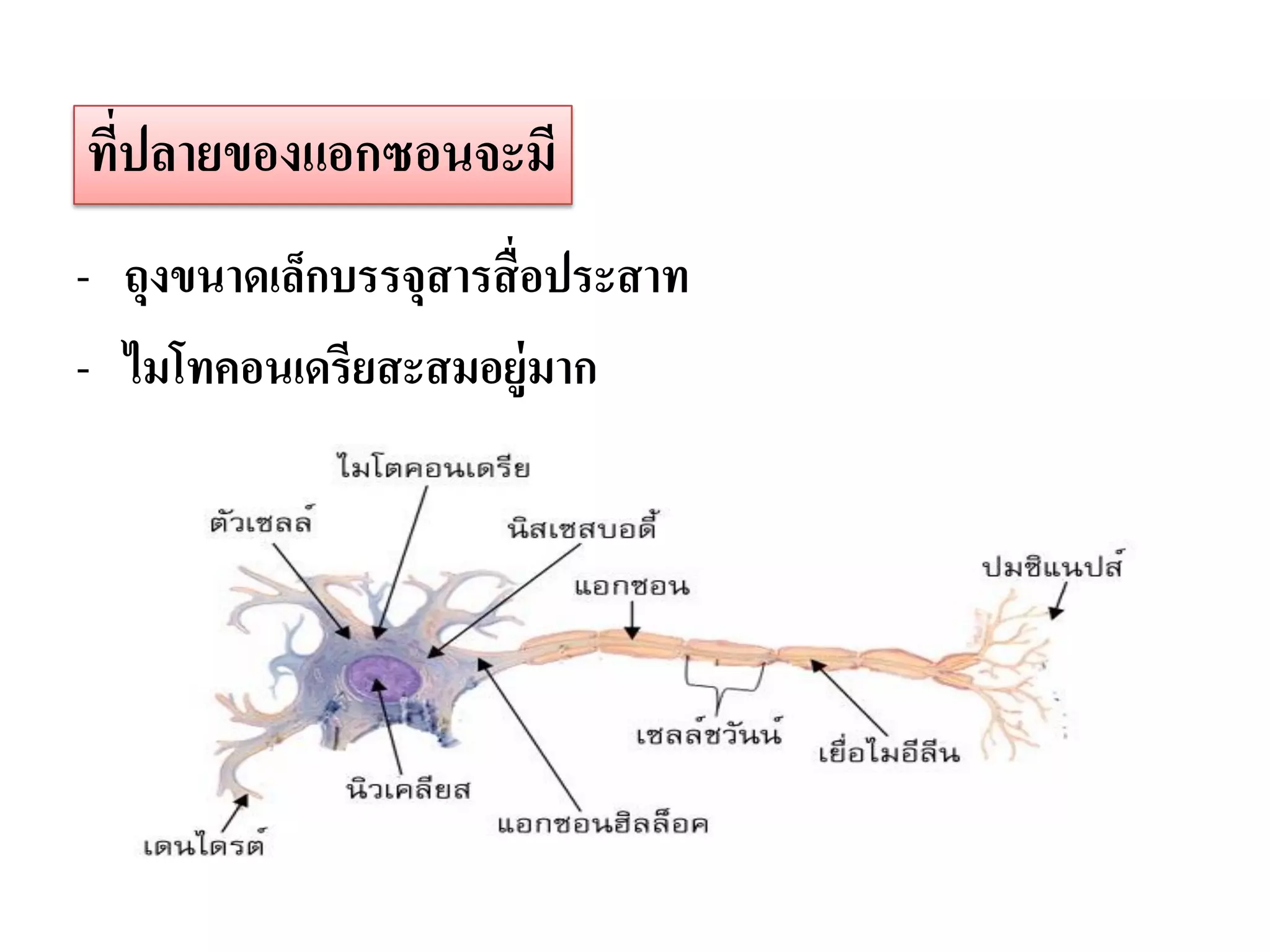 ทีปลายของแอกซอนจะมี
  ่
- ถุงขนาดเล็กบรรจุสารสื่ อประสาท
- ไมโทคอนเดรียสะสมอยู่มาก
 