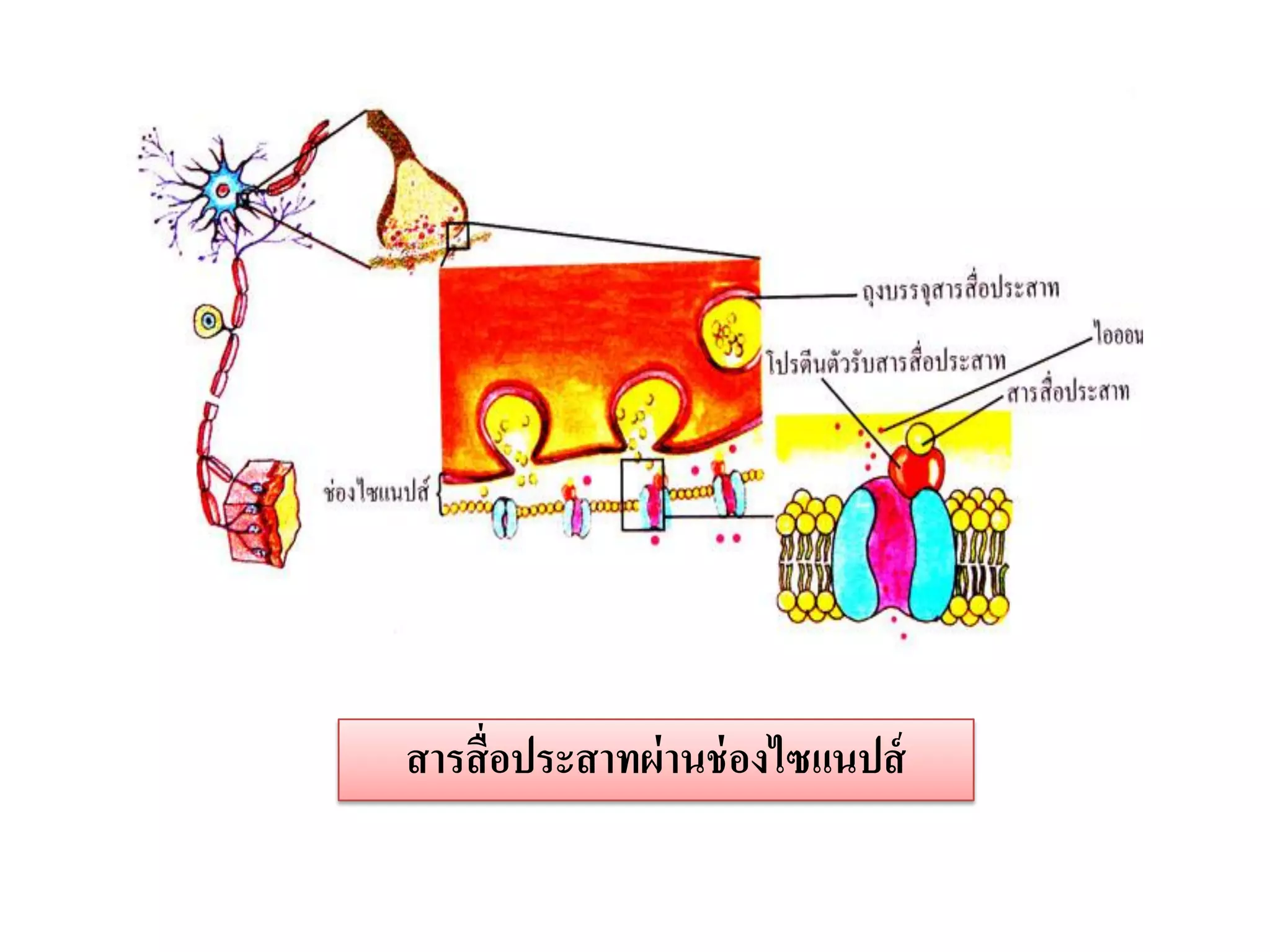สารสื่ อประสาทผ่ านช่ องไซแนปส์
 