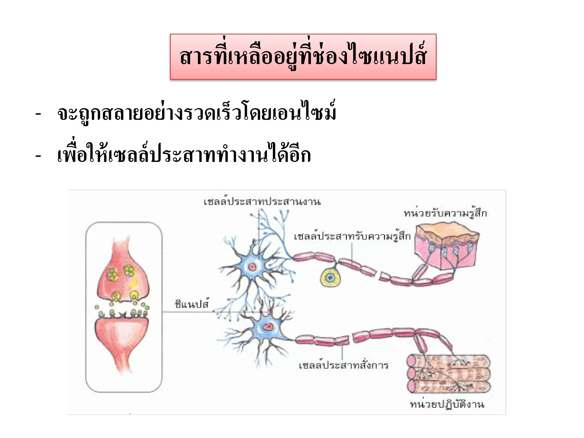 สารทีเ่ หลืออยู่ทช่องไซแนปส์
                                 ี่
- จะถูกสลายอย่ างรวดเร็วโดยเอนไซม์
- เพือให้ เซลล์ประสาททางานได้ อก
     ่                         ี
 