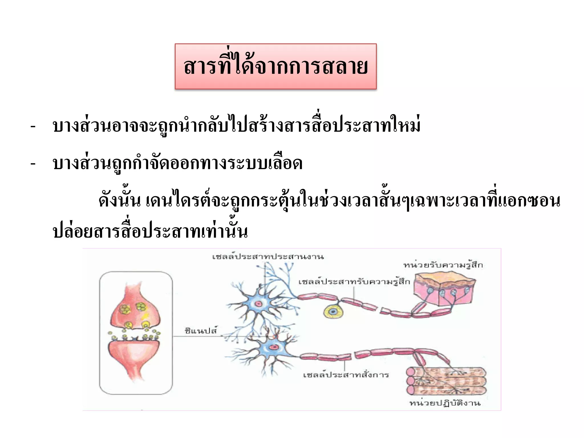 สารทีได้ จากการสลาย
                         ่
- บางส่ วนอาจจะถูกนากลับไปสร้ างสารสื่ อประสาทใหม่
- บางส่ วนถูกกาจัดออกทางระบบเลือด
         ดังนั้น เดนไดรต์ จะถูกกระตุ้นในช่ วงเวลาสั้ นๆเฉพาะเวลาทีแอกซอน
                                                                  ่
  ปล่อยสารสื่ อประสาทเท่ านั้น
 