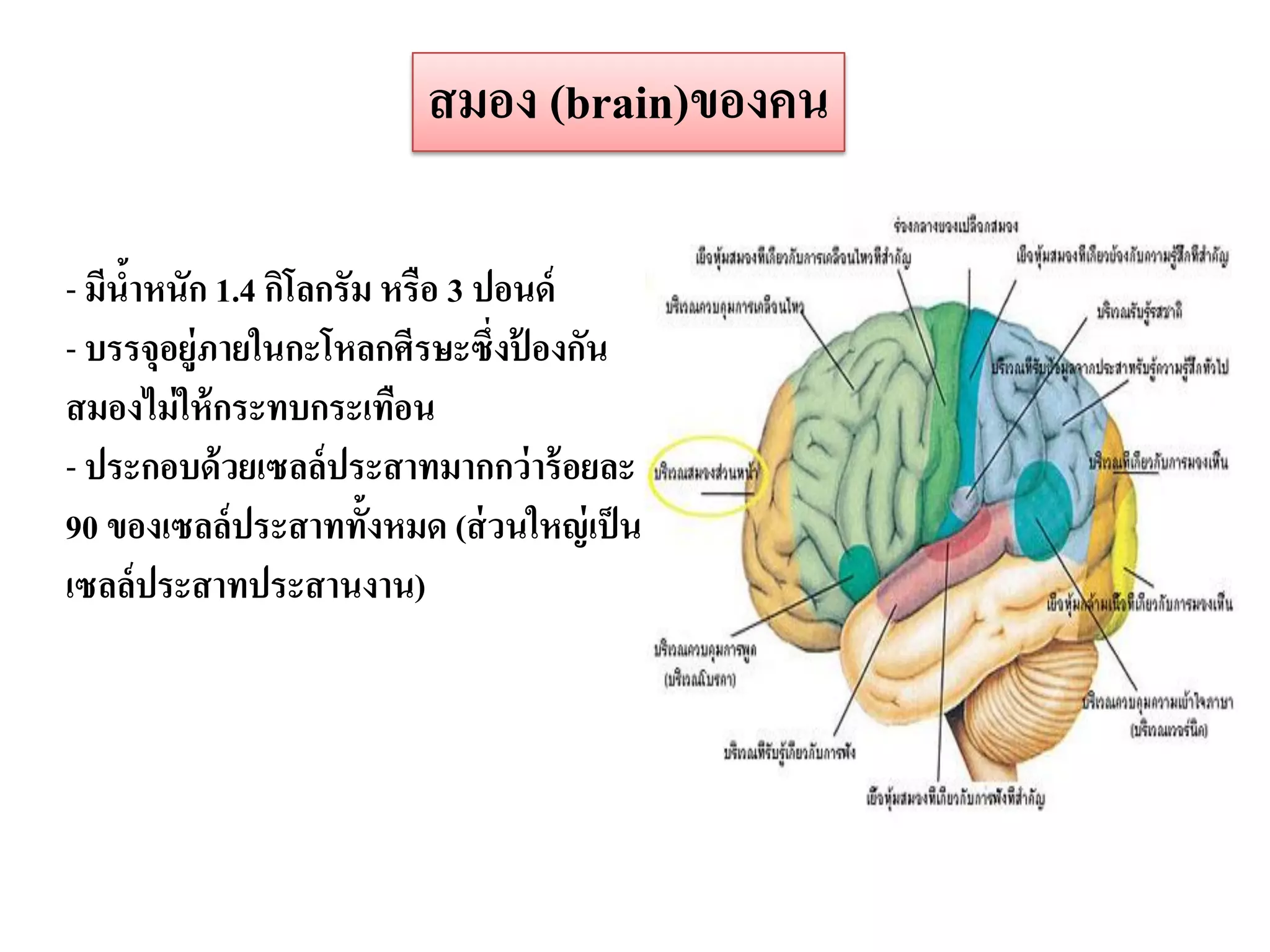 สมอง (brain)ของคน

- มีนาหนัก 1.4 กิโลกรัม หรือ 3 ปอนด์
     ้
- บรรจุอยู่ภายในกะโหลกศีรษะซึ่งป้ องกัน
สมองไม่ ให้ กระทบกระเทือน
- ประกอบด้ วยเซลล์ประสาทมากกว่ าร้ อยละ
90 ของเซลล์ประสาททั้งหมด (ส่ วนใหญ่ เป็ น
เซลล์ประสาทประสานงาน)
 