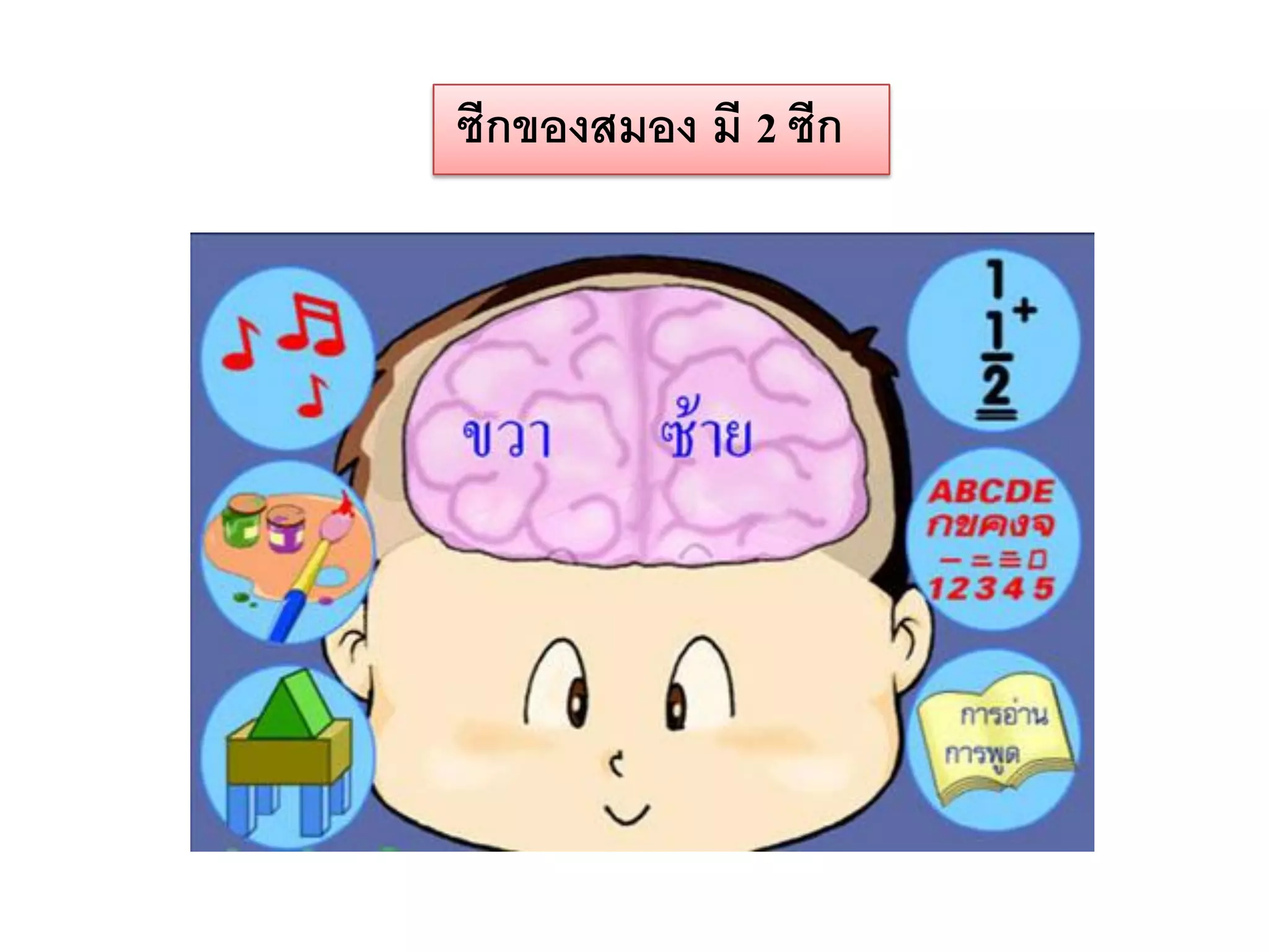 ซีกของสมอง มี 2 ซีก
 