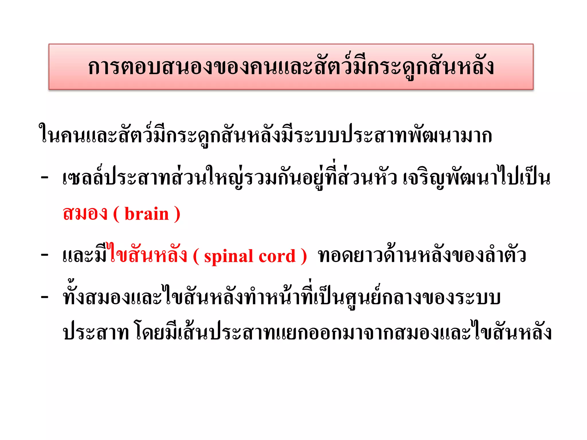 การตอบสนองของคนและสั ตว์ มกระดูกสั นหลัง
                               ี

ในคนและสั ตว์ มีกระดูกสั นหลังมีระบบประสาทพัฒนามาก
- เซลล์ ประสาทส่ วนใหญ่ รวมกันอยู่ทส่วนหัว เจริญพัฒนาไปเป็ น
                                      ี่
  สมอง ( brain )
- และมีไขสั นหลัง ( spinal cord ) ทอดยาวด้ านหลังของลาตัว
- ทั้งสมองและไขสั นหลังทาหน้ าทีเ่ ป็ นศูนย์ กลางของระบบ
  ประสาท โดยมีเส้ นประสาทแยกออกมาจากสมองและไขสั นหลัง
 