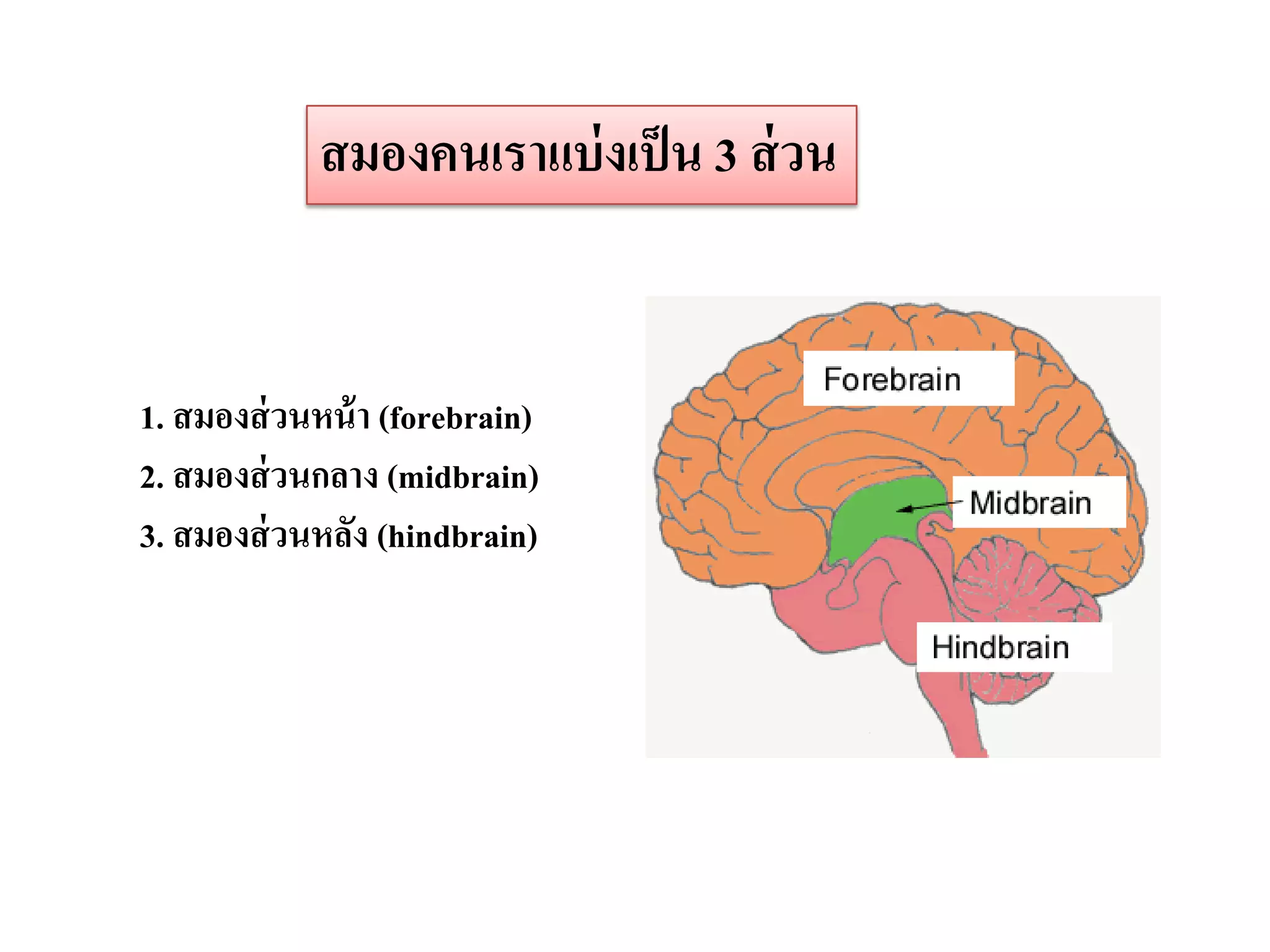 สมองคนเราแบ่ งเป็ น 3 ส่ วน


1. สมองส่ วนหน้ า (forebrain)
2. สมองส่ วนกลาง (midbrain)
3. สมองส่ วนหลัง (hindbrain)
 