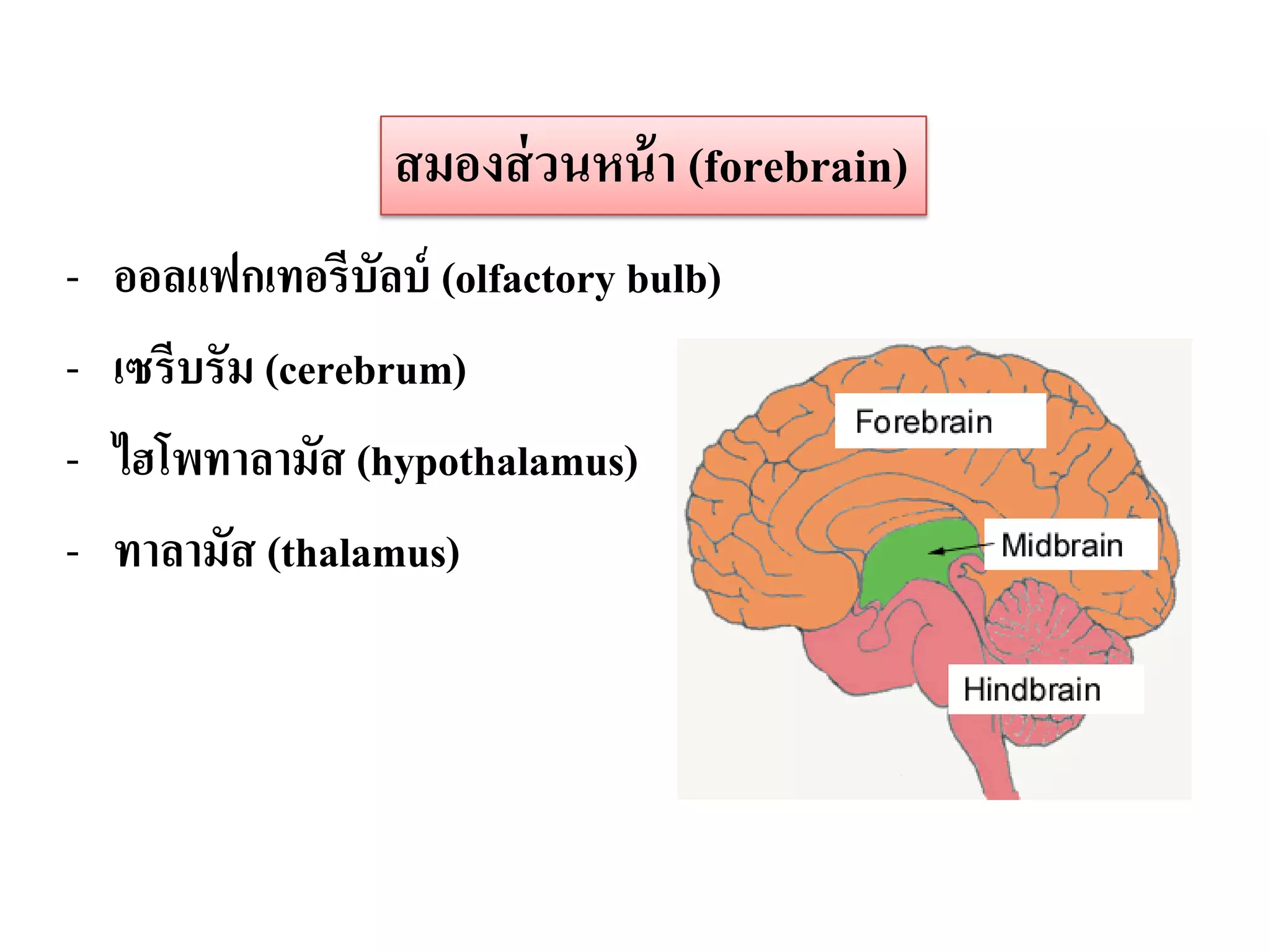 สมองส่ วนหน้ า (forebrain)
-   ออลแฟกเทอรีบัลบ์ (olfactory bulb)
-   เซรีบรัม (cerebrum)
-   ไฮโพทาลามัส (hypothalamus)
-   ทาลามัส (thalamus)
 