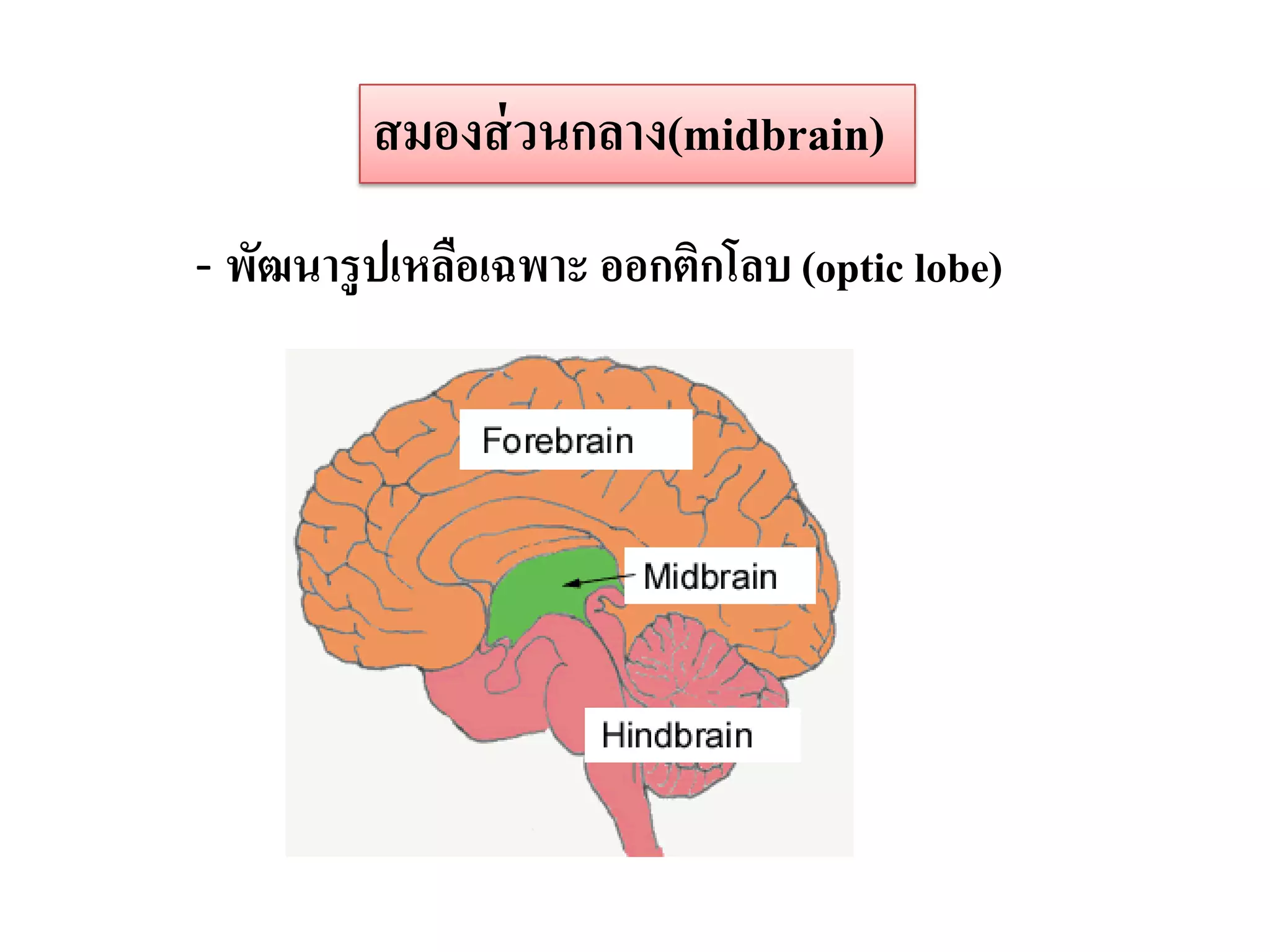 สมองส่ วนกลาง(midbrain)
- พัฒนารู ปเหลือเฉพาะ ออกติกโลบ (optic lobe)
 