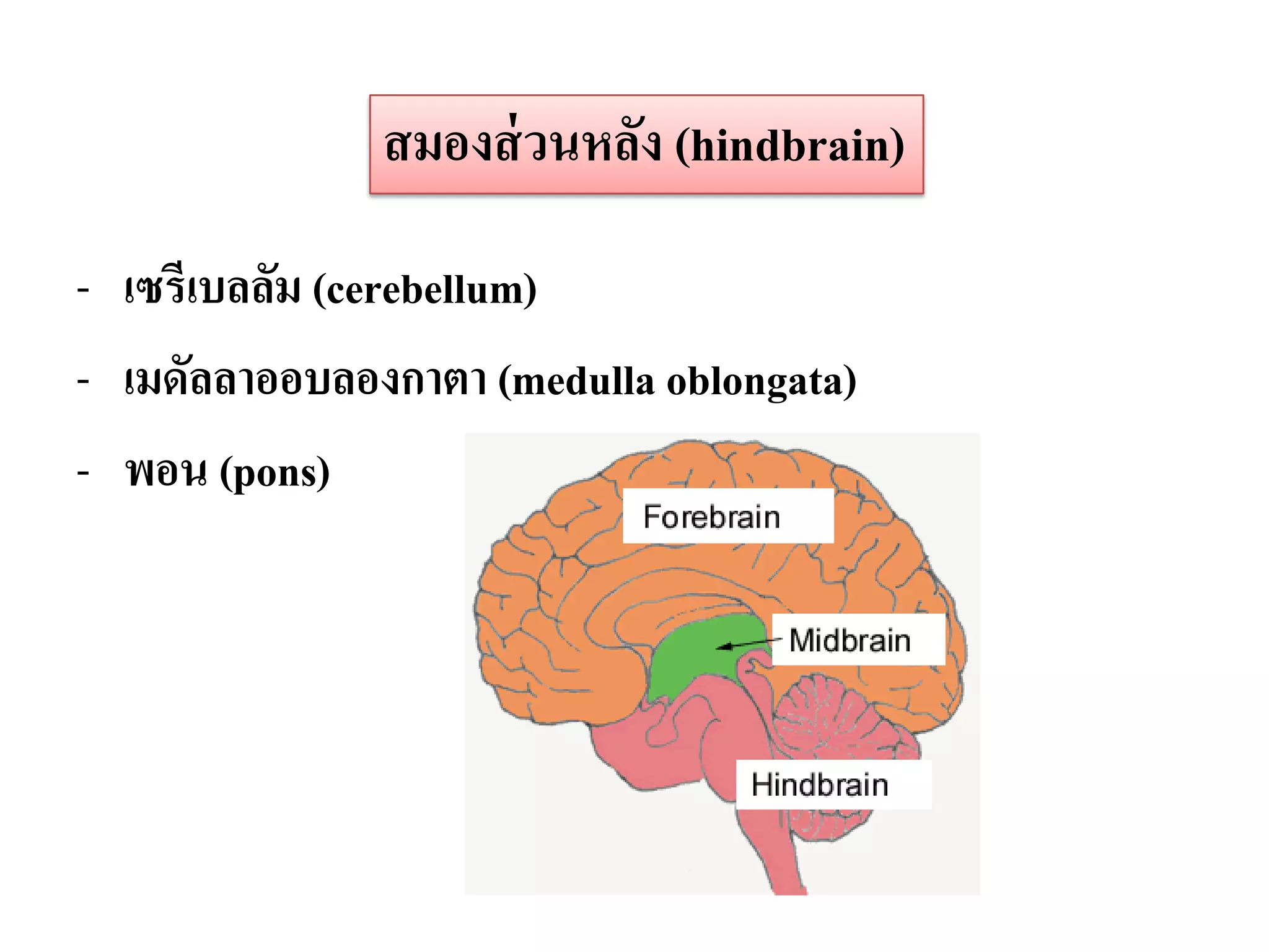 สมองส่ วนหลัง (hindbrain)

- เซรีเบลลัม (cerebellum)
- เมดัลลาออบลองกาตา (medulla oblongata)
- พอน (pons)
 