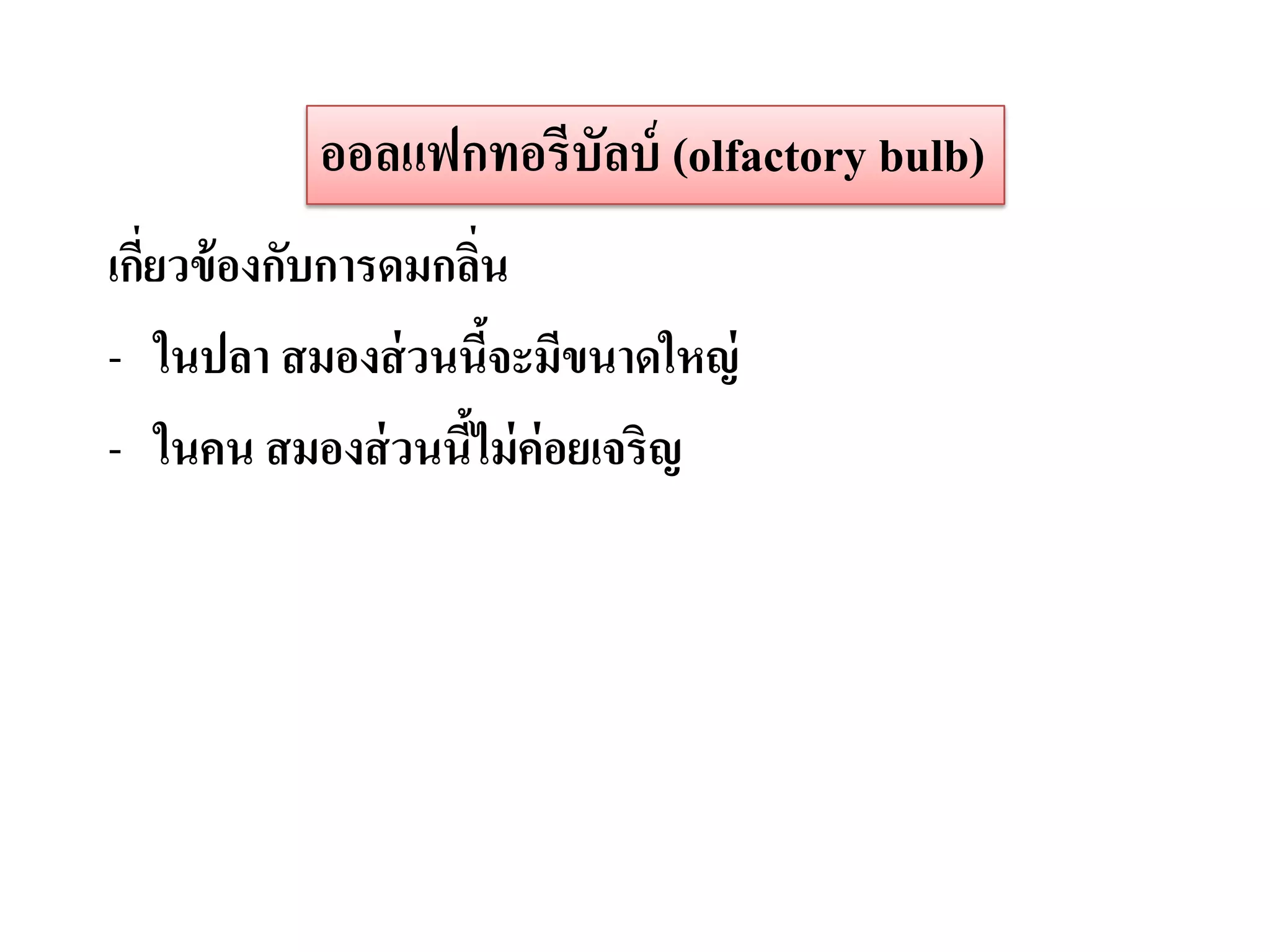 ออลแฟกทอรีบัลบ์ (olfactory bulb)
เกียวข้ องกับการดมกลิน
   ่                  ่
- ในปลา สมองส่ วนนีจะมีขนาดใหญ่
                        ้
- ในคน สมองส่ วนนีไม่ ค่อยเจริญ
                    ้
 