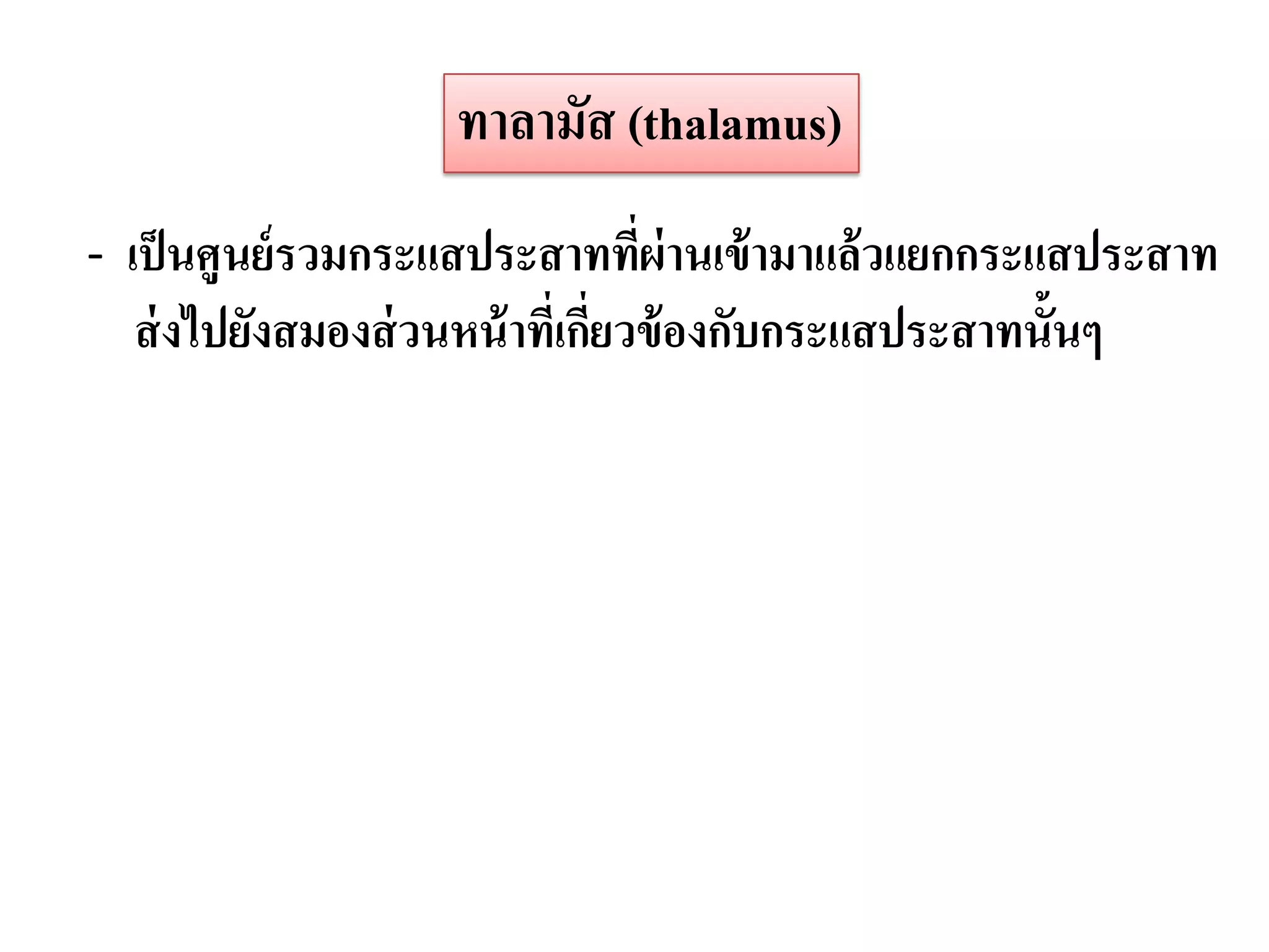 ทาลามัส (thalamus)
- เป็ นศูนย์ รวมกระแสประสาททีผ่านเข้ ามาแล้ วแยกกระแสประสาท
                             ่
  ส่ งไปยังสมองส่ วนหน้ าที่เกียวข้ องกับกระแสประสาทนั้นๆ
                               ่
 