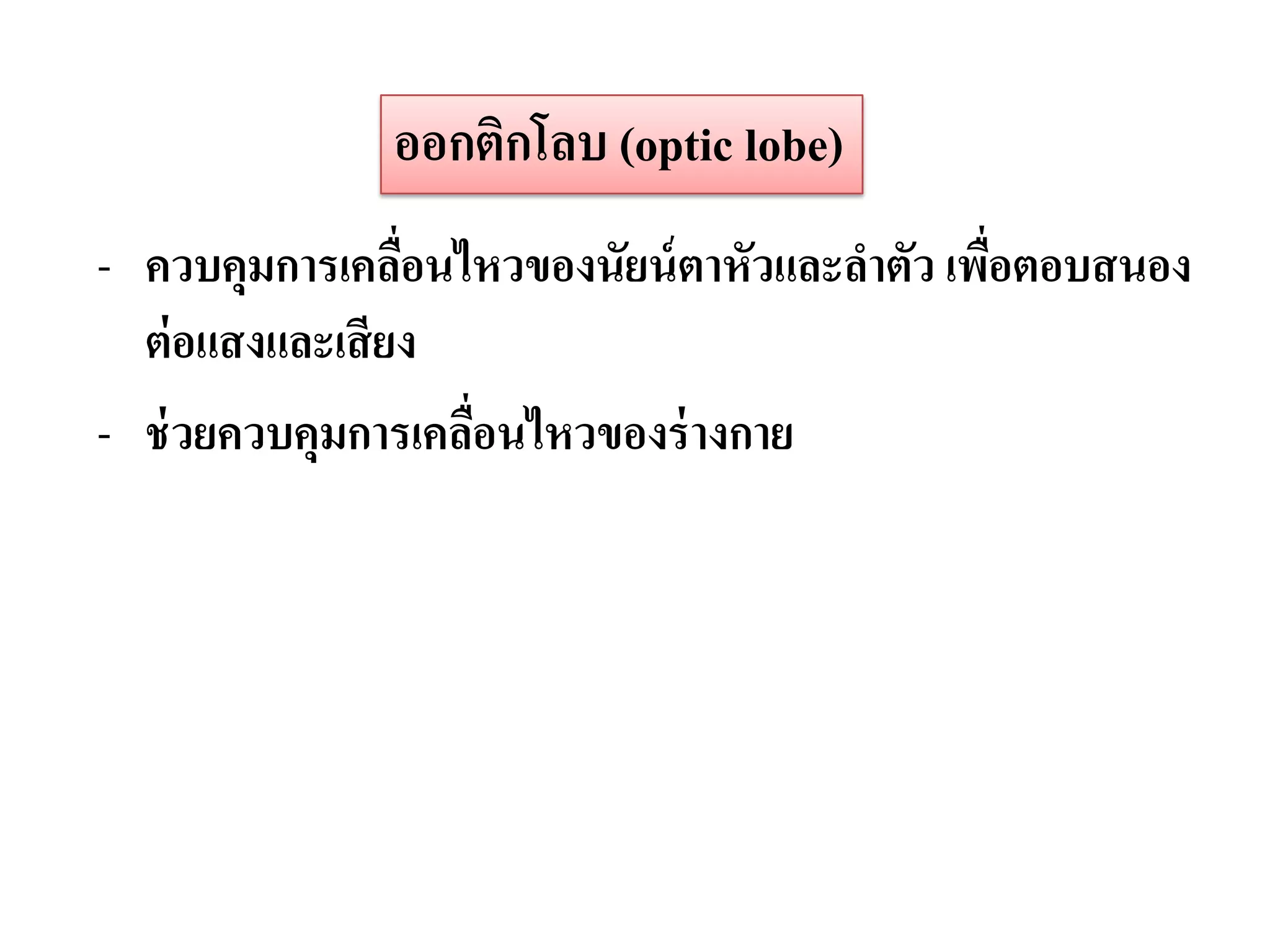 ออกติกโลบ (optic lobe)
- ควบคุมการเคลือนไหวของนัยน์ ตาหัวและลาตัว เพือตอบสนอง
                 ่                            ่
  ต่ อแสงและเสี ยง
- ช่ วยควบคุมการเคลือนไหวของร่ างกาย
                    ่
 