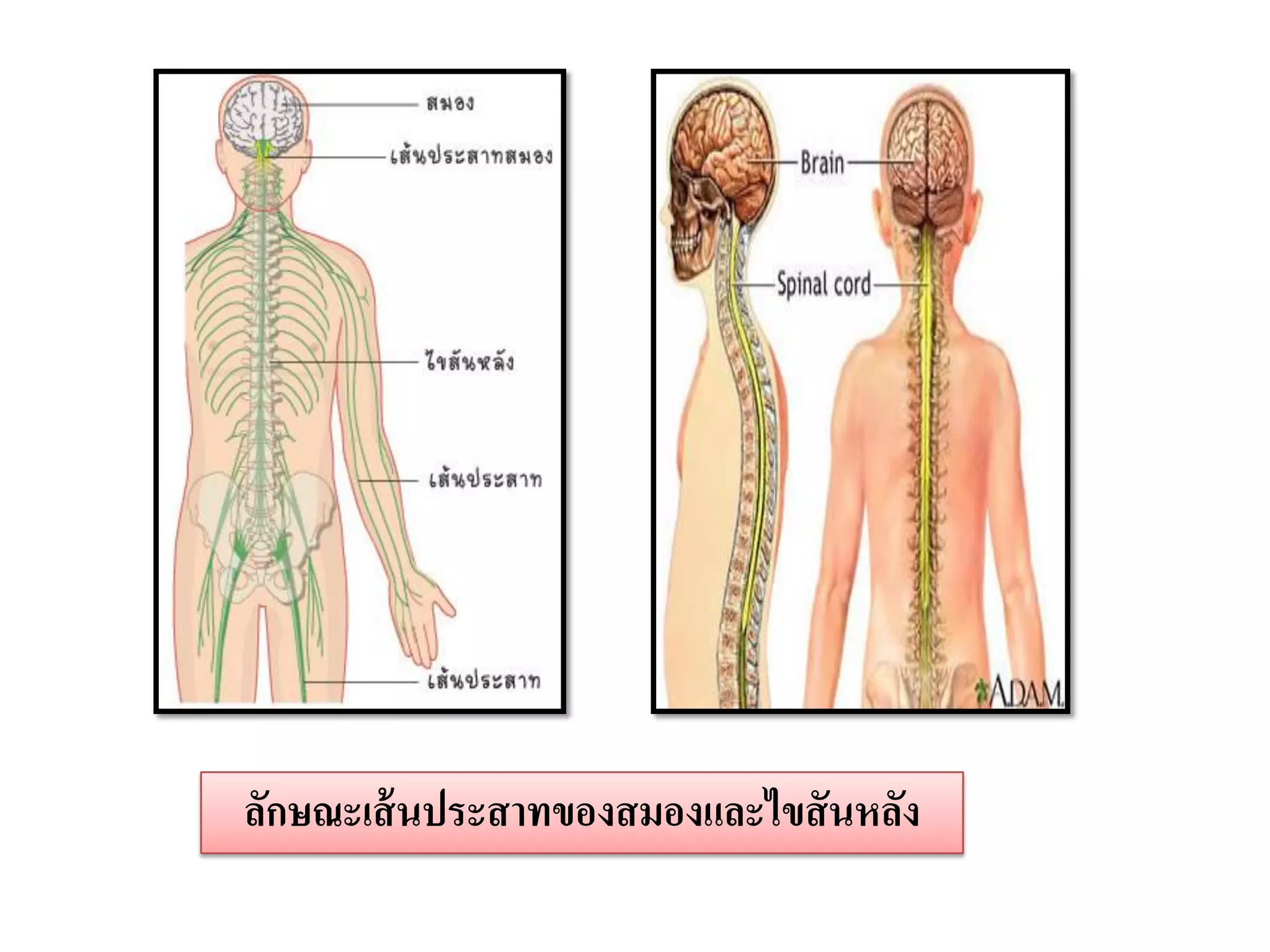 ลักษณะเส้ นประสาทของสมองและไขสั นหลัง
 