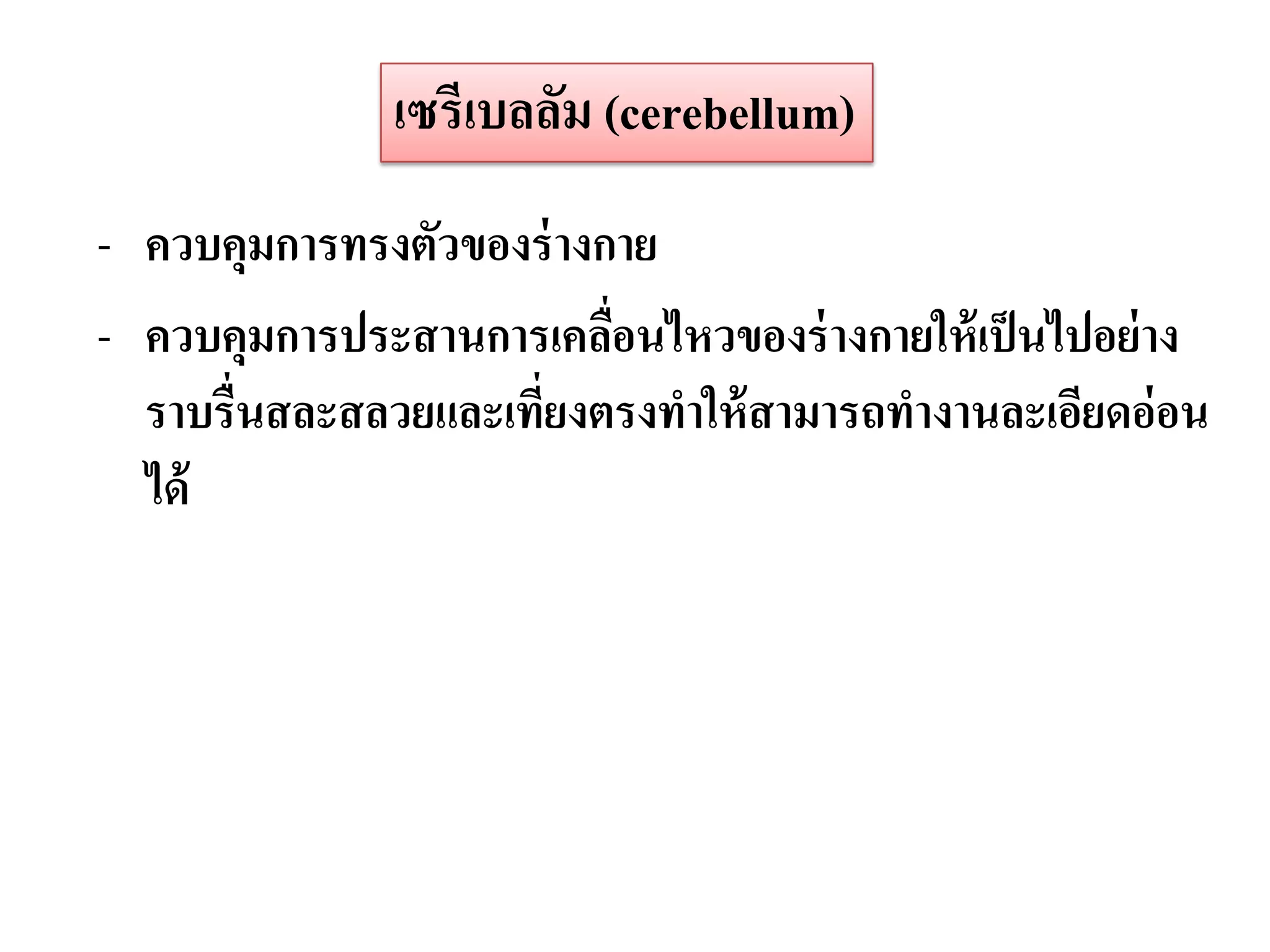 เซรีเบลลัม (cerebellum)
- ควบคุมการทรงตัวของร่ างกาย
- ควบคุมการประสานการเคลือนไหวของร่ างกายให้ เป็ นไปอย่ าง
                          ่
  ราบรื่นสละสลวยและเที่ยงตรงทาให้ สามารถทางานละเอียดอ่อน
  ได้
 