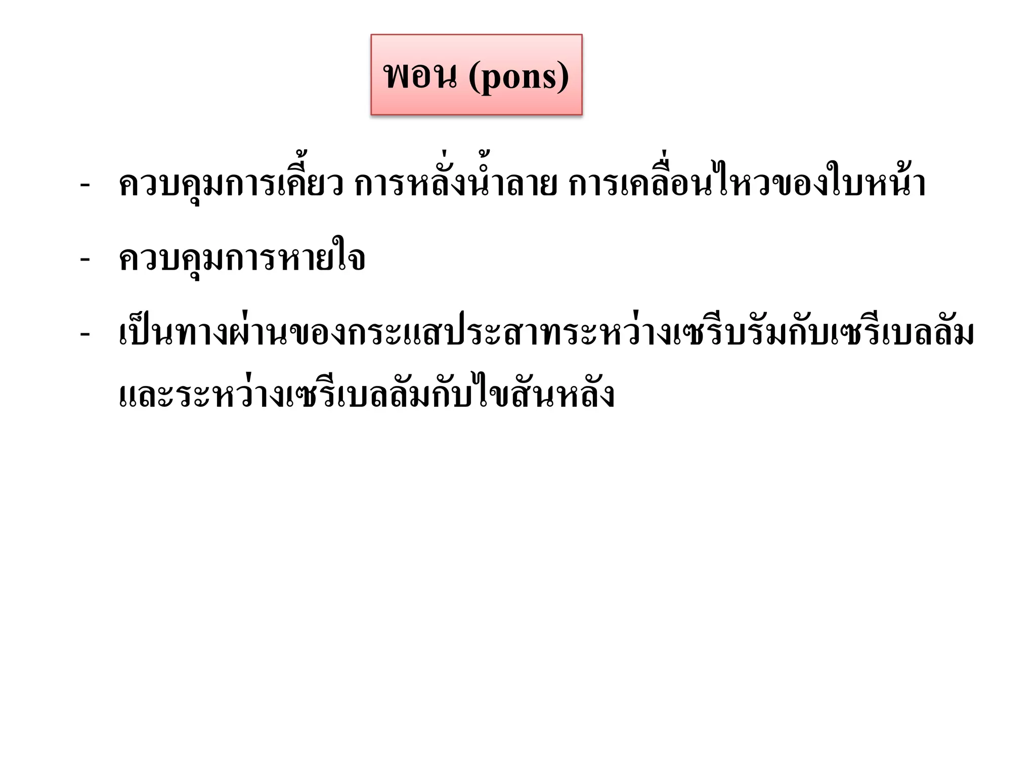 พอน (pons)
- ควบคุมการเคียว การหลังนาลาย การเคลือนไหวของใบหน้ า
                ้       ่ ้          ่
- ควบคุมการหายใจ
- เป็ นทางผ่ านของกระแสประสาทระหว่ างเซรีบรัมกับเซรีเบลลัม
  และระหว่ างเซรีเบลลัมกับไขสั นหลัง
 