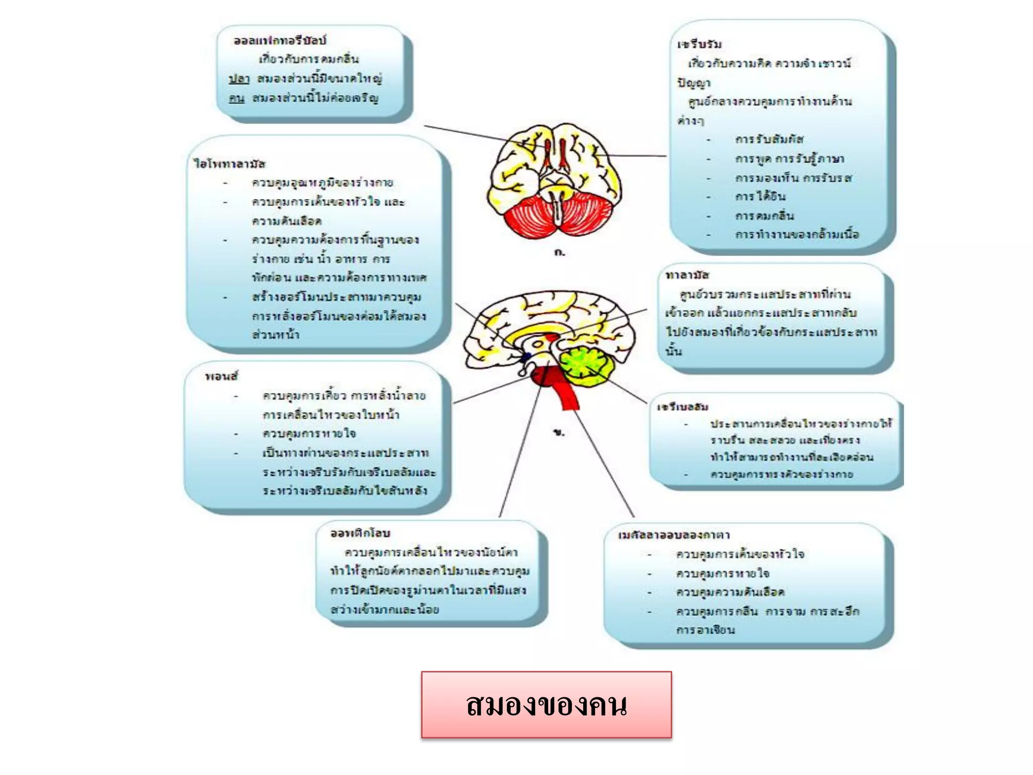 สมองของคน
 