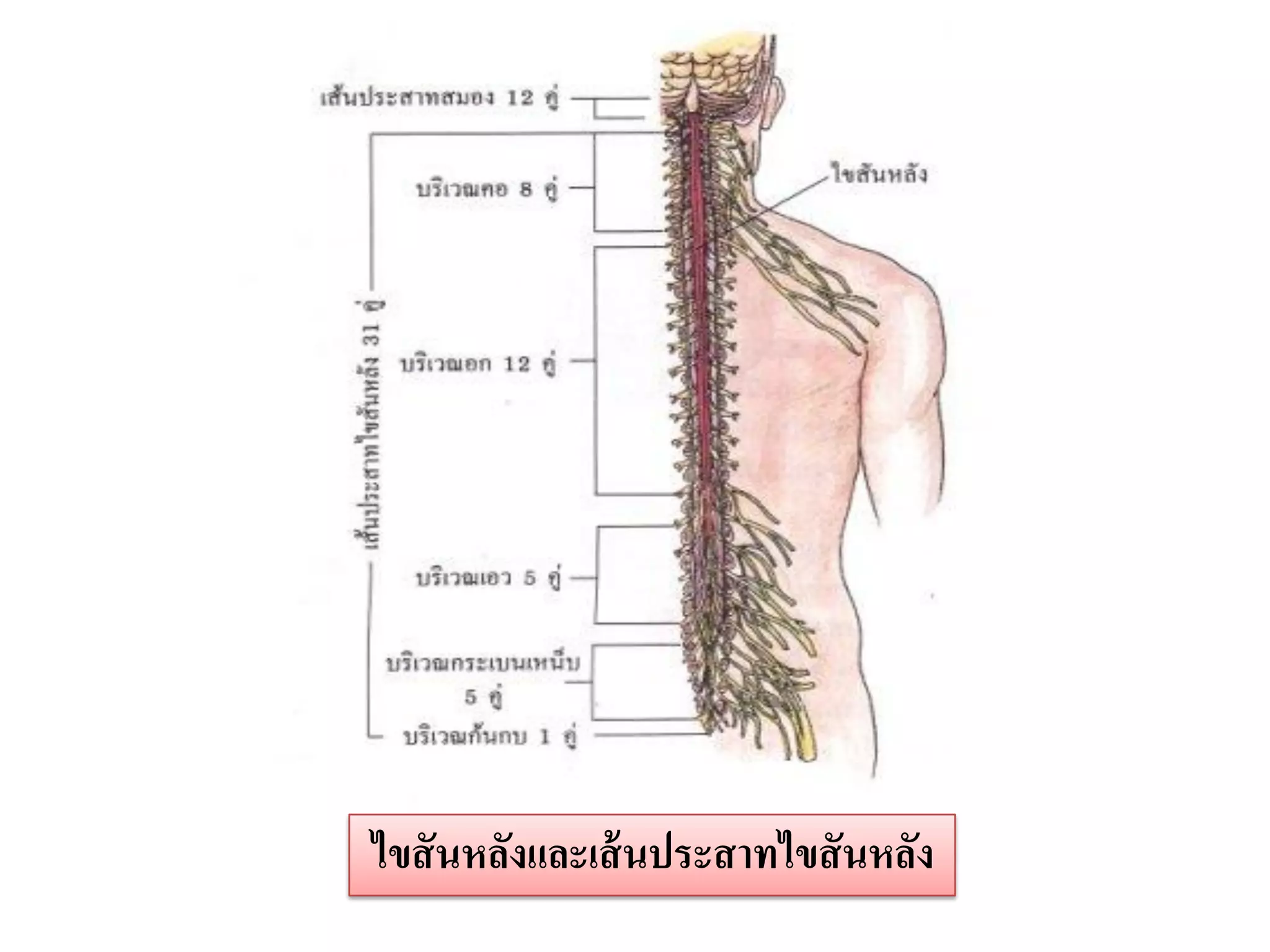 ไขสั นหลังและเส้ นประสาทไขสั นหลัง
 