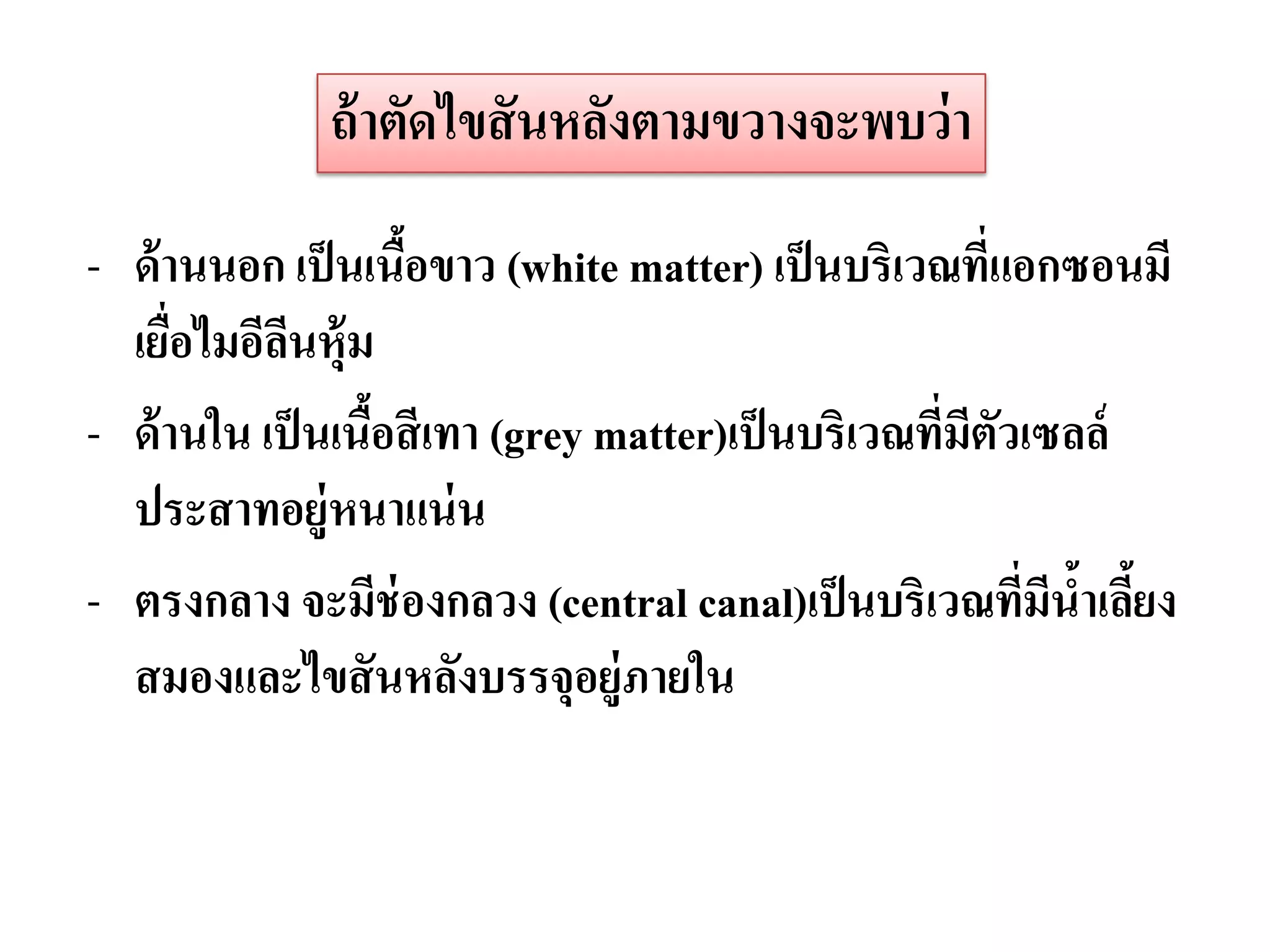 ถ้ าตัดไขสั นหลังตามขวางจะพบว่ า

- ด้ านนอก เป็ นเนือขาว (white matter) เป็ นบริเวณที่แอกซอนมี
                    ้
  เยือไมอีลนหุ้ม
     ่      ี
- ด้ านใน เป็ นเนือสี เทา (grey matter)เป็ นบริเวณที่มีตวเซลล์
                  ้                                     ั
  ประสาทอยู่หนาแน่ น
- ตรงกลาง จะมีช่องกลวง (central canal)เป็ นบริเวณที่มีนาเลียง
                                                            ้ ้
  สมองและไขสั นหลังบรรจุอยู่ภายใน
 