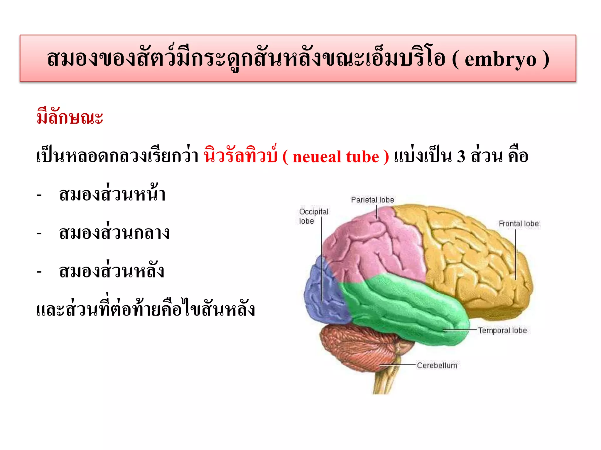สมองของสั ตว์ มกระดูกสั นหลังขณะเอ็มบริโอ ( embryo )
                ี
มีลกษณะ
    ั
เป็ นหลอดกลวงเรียกว่ า นิวรัลทิวบ์ ( neueal tube ) แบ่ งเป็ น 3 ส่ วน คือ
- สมองส่ วนหน้ า
- สมองส่ วนกลาง
- สมองส่ วนหลัง
และส่ วนที่ต่อท้ ายคือไขสั นหลัง



ในสภาวะปกติท่ เซลล์ ประสาทไม่ ถูกกระตุ้น เซลล์ จะอยู่ในระยะพัก
              ี
 