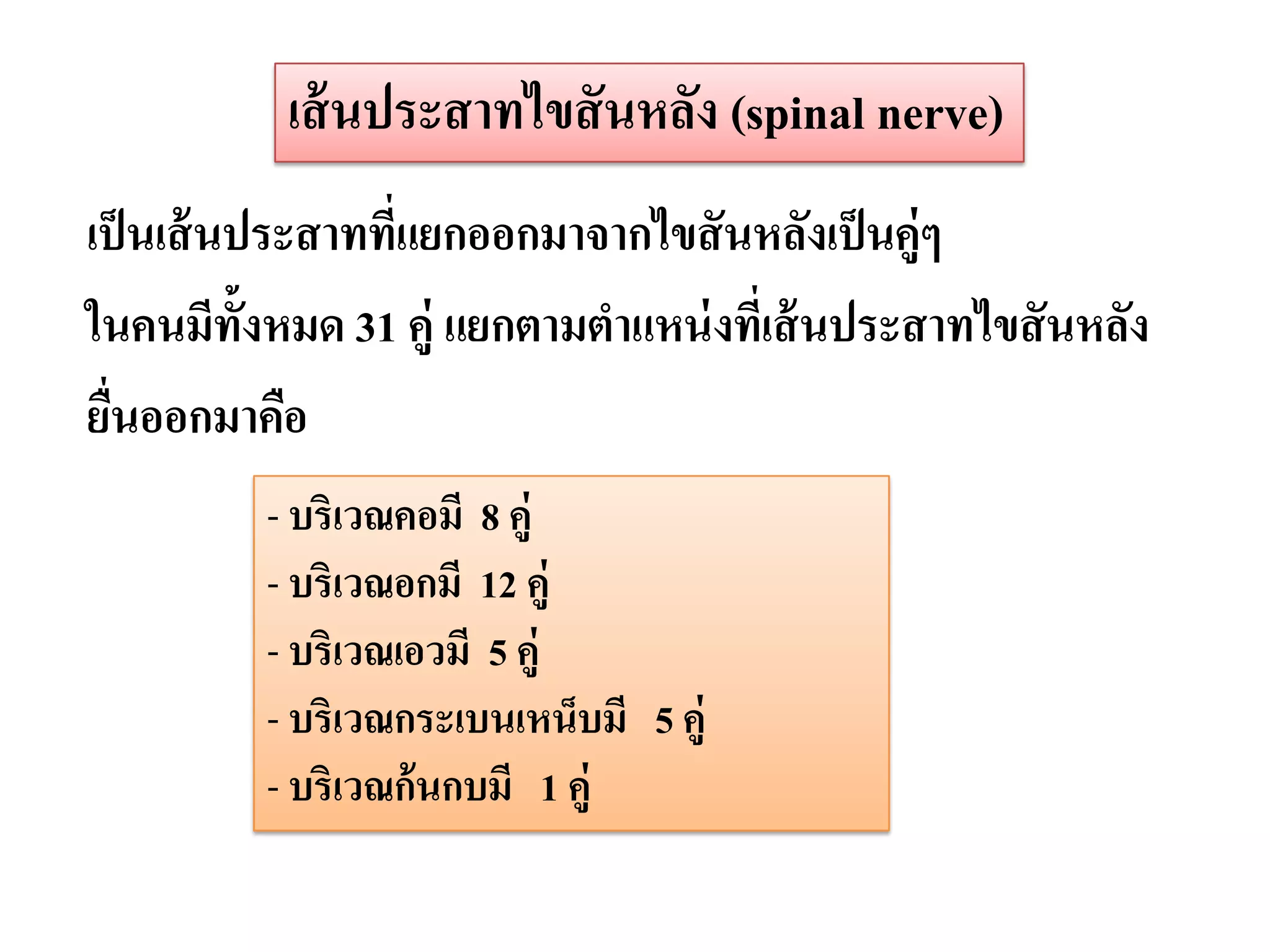 เส้ นประสาทไขสั นหลัง (spinal nerve)
เป็ นเส้ นประสาททีแยกออกมาจากไขสั นหลังเป็ นคู่ๆ
                  ่
ในคนมีท้งหมด 31 คู่ แยกตามตาแหน่ งทีเ่ ส้ นประสาทไขสั นหลัง
           ั
ยืนออกมาคือ
  ่
         - บริเวณคอมี 8 คู่
         - บริเวณอกมี 12 คู่
         - บริเวณเอวมี 5 คู่
         - บริเวณกระเบนเหน็บมี 5 คู่
         - บริเวณก้นกบมี 1 คู่
 