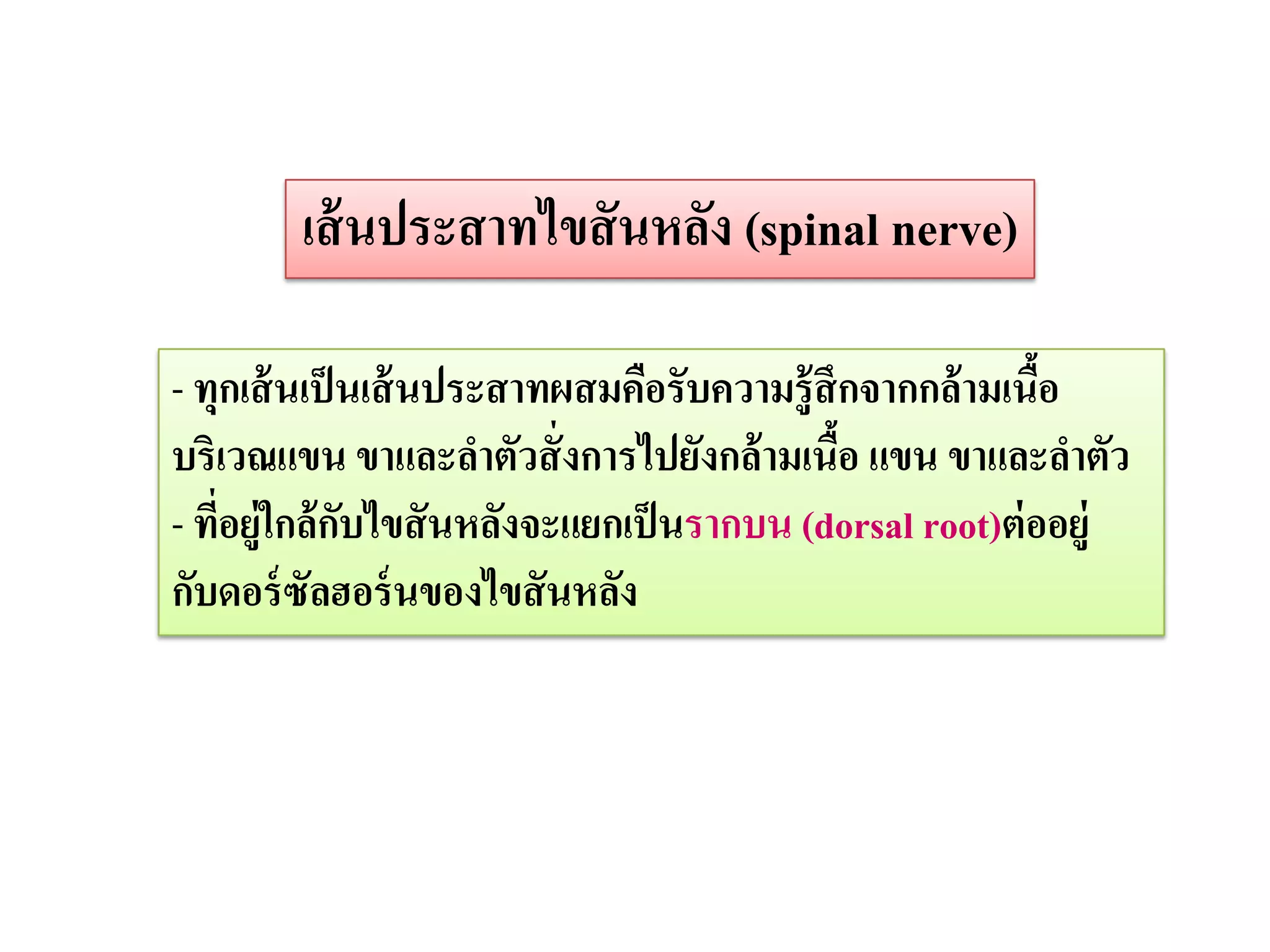 เส้ นประสาทไขสั นหลัง (spinal nerve)

- ทุกเส้ นเป็ นเส้ นประสาทผสมคือรับความรู้สึกจากกล้ามเนือ้
บริเวณแขน ขาและลาตัวสั่ งการไปยังกล้ามเนือ แขน ขาและลาตัว
                                            ้
- ทีอยู่ใกล้กบไขสั นหลังจะแยกเป็ นรากบน (dorsal root)ต่ ออยู่
    ่         ั
กับดอร์ ซัลฮอร์ นของไขสั นหลัง
 
