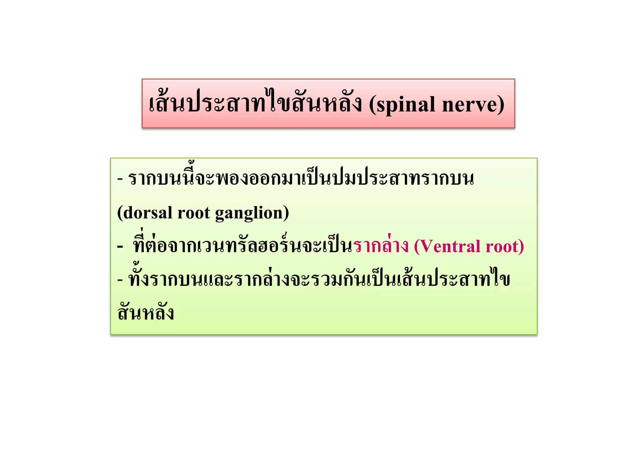 เส้ นประสาทไขสั นหลัง (spinal nerve)

- รากบนนีจะพองออกมาเป็ นปมประสาทรากบน
           ้
(dorsal root ganglion)
- ที่ต่อจากเวนทรัลฮอร์ นจะเป็ นรากล่าง (Ventral root)
- ทั้งรากบนและรากล่างจะรวมกันเป็ นเส้ นประสาทไข
สั นหลัง
 