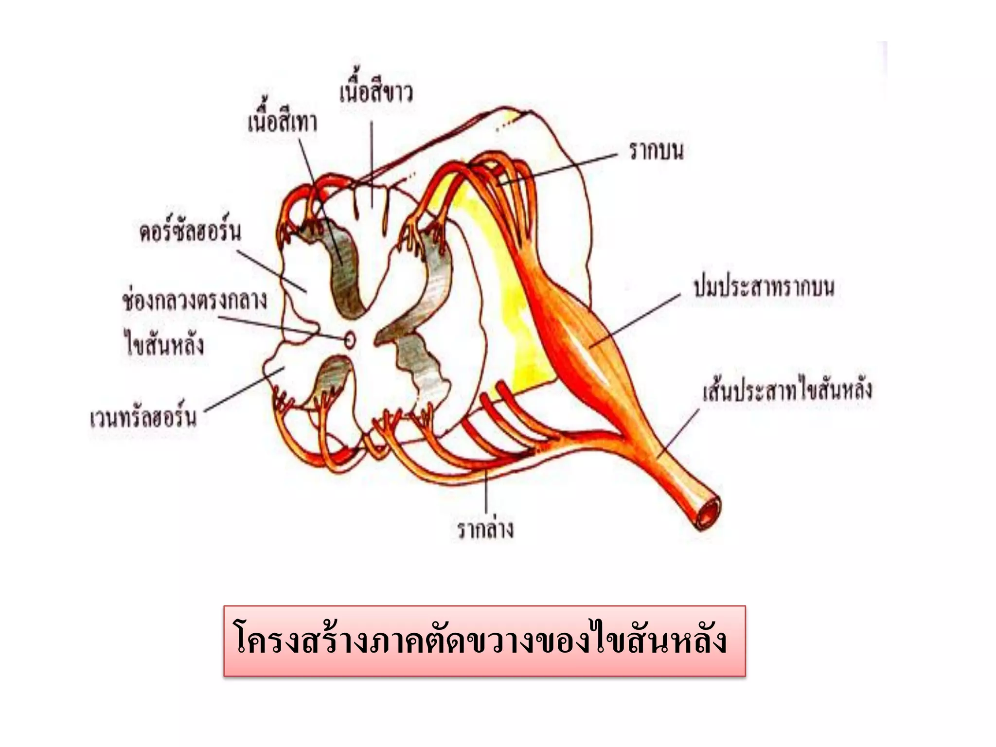 โครงสร้ างภาคตัดขวางของไขสั นหลัง
 