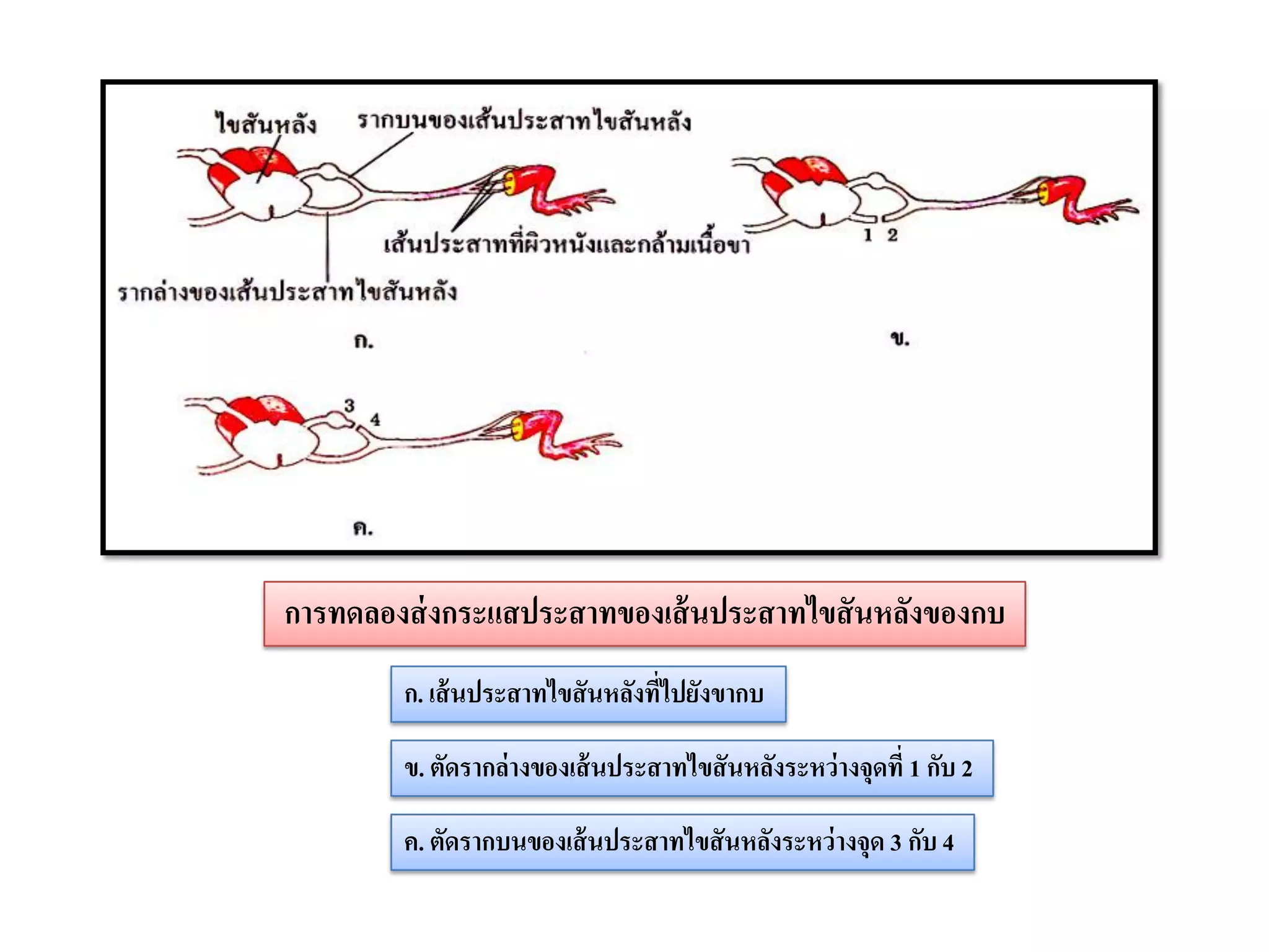 การทดลองส่ งกระแสประสาทของเส้ นประสาทไขสั นหลังของกบ
        ก. เส้ นประสาทไขสันหลังที่ไปยังขากบ

        ข. ตัดรากล่างของเส้ นประสาทไขสันหลังระหว่างจุดที่ 1 กับ 2

        ค. ตัดรากบนของเส้ นประสาทไขสันหลังระหว่ างจุด 3 กับ 4
 