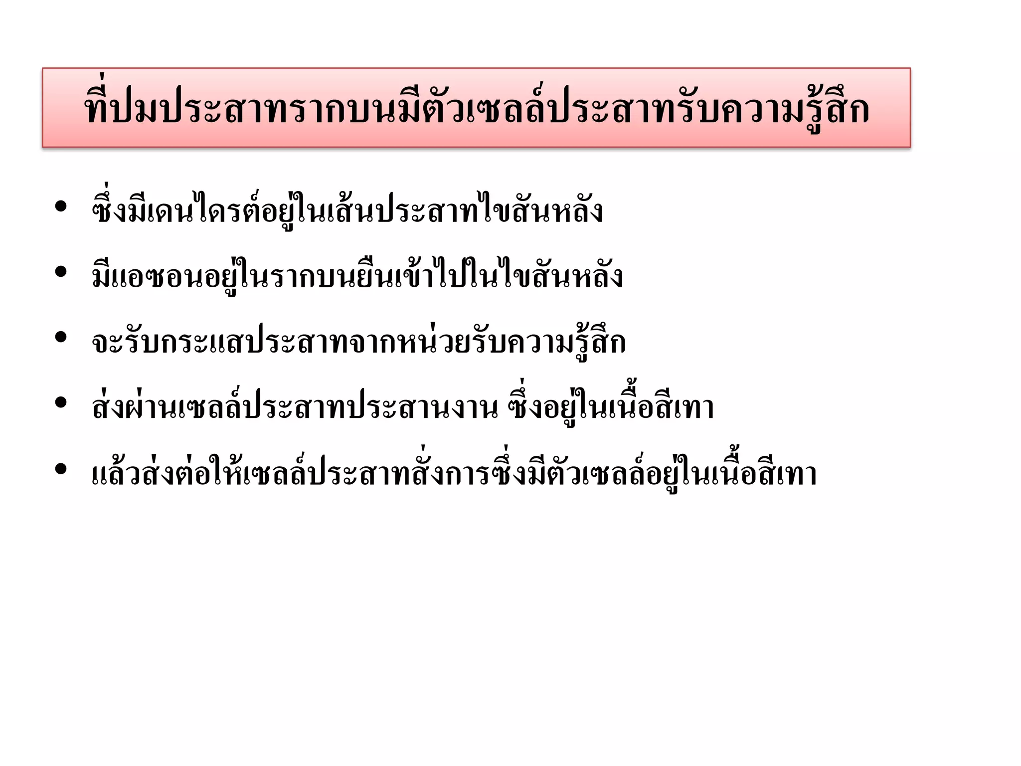 ทีปมประสาทรากบนมีตวเซลล์ ประสาทรับความรู้ สึก
      ่               ั
•   ซึ่งมีเดนไดรต์ อยู่ในเส้ นประสาทไขสั นหลัง
•   มีแอซอนอยู่ในรากบนยืนเข้ าไปในไขสั นหลัง
•   จะรับกระแสประสาทจากหน่ วยรับความรู้สึก
•   ส่ งผ่ านเซลล์ประสาทประสานงาน ซึ่งอยู่ในเนือสี เทา
                                                    ้
•   แล้วส่ งต่ อให้ เซลล์ประสาทสั่ งการซึ่งมีตัวเซลล์อยู่ในเนือสี เทา
                                                              ้
 