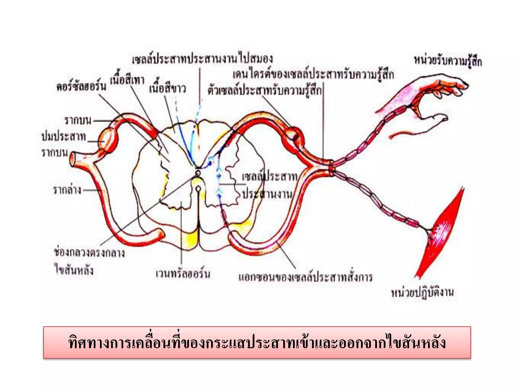 ทิศทางการเคลือนทีของกระแสประสาทเข้ าและออกจากไขสั นหลัง
             ่ ่
 