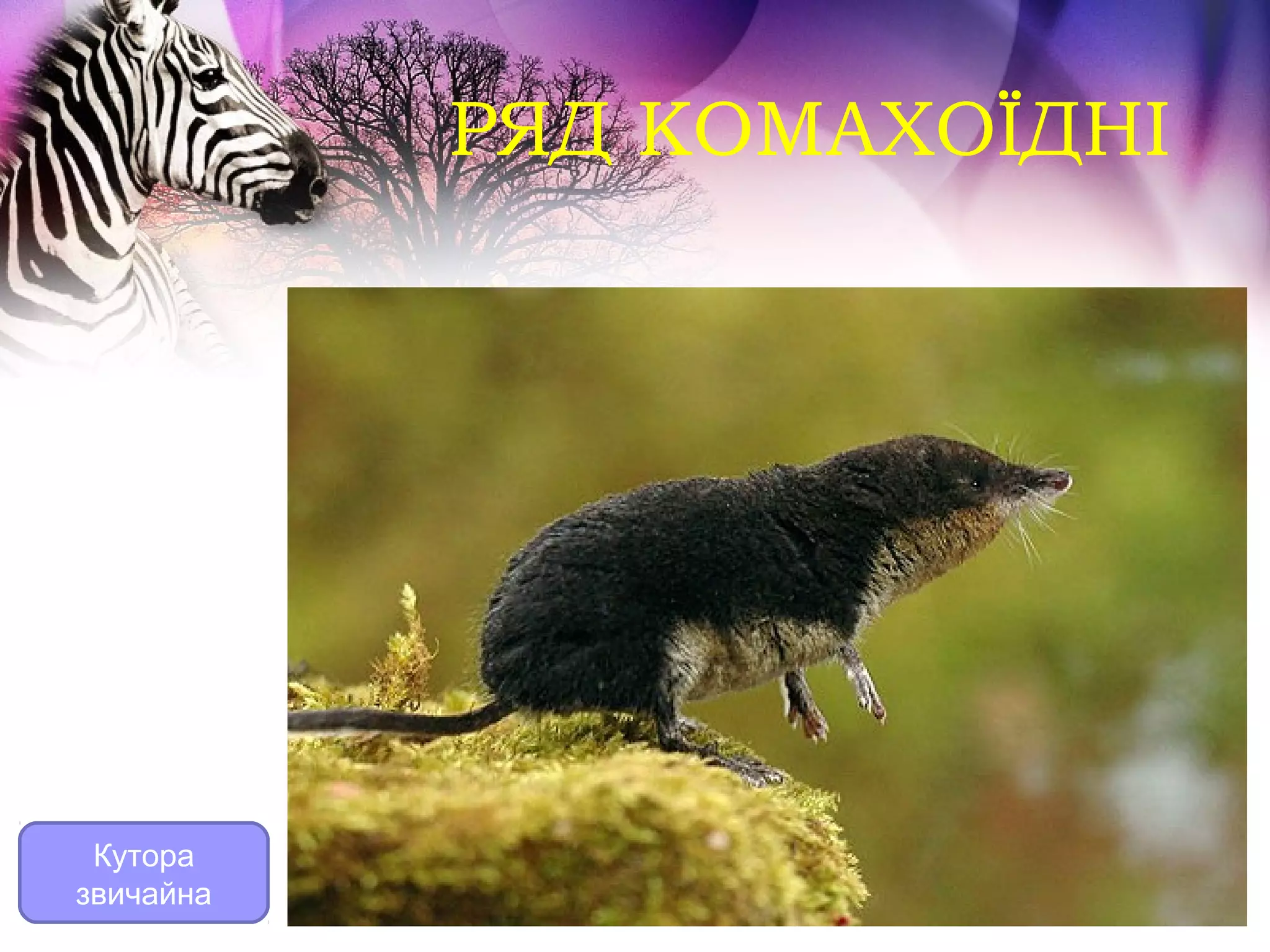 РЯД КОМАХОЇДНІ




 Кутора
звичайна
 